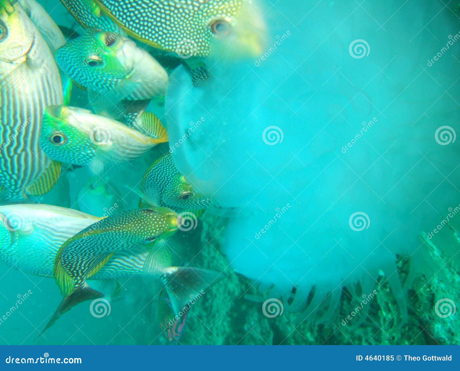 Marine fish feeding stock image. Image of fish, feeding 4640185