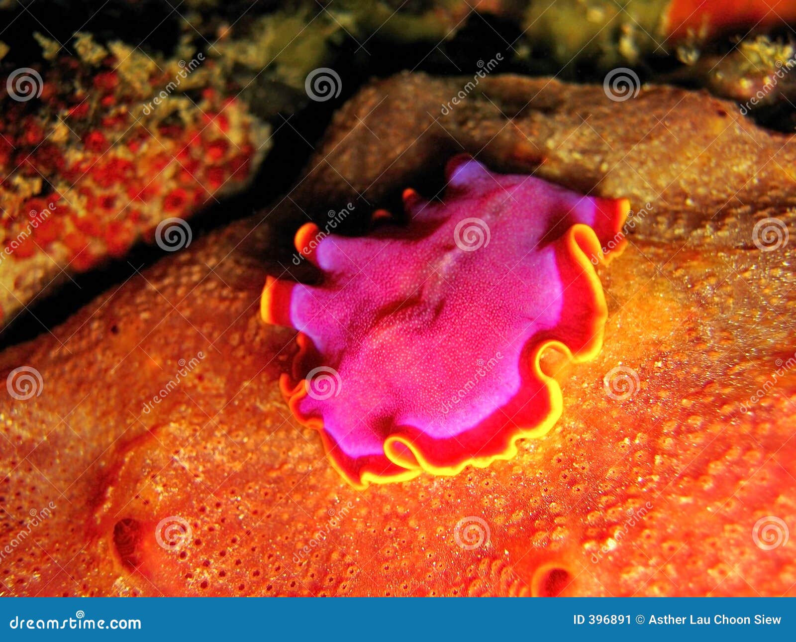 marine flatworm