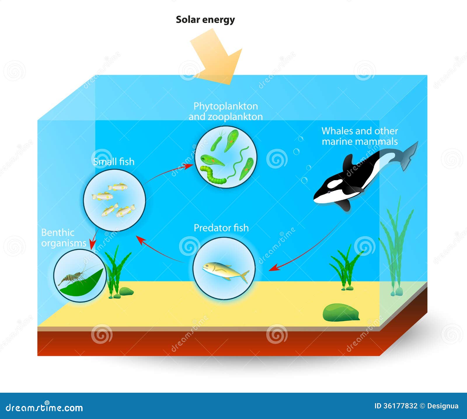 marine food web for kids