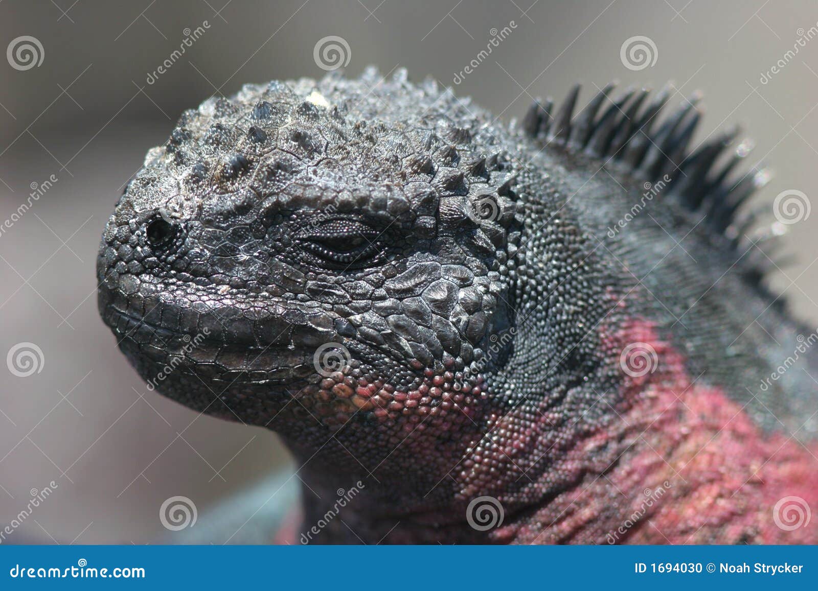 Marine Iguana stock photo. Image of scales, reptilian - 1694030