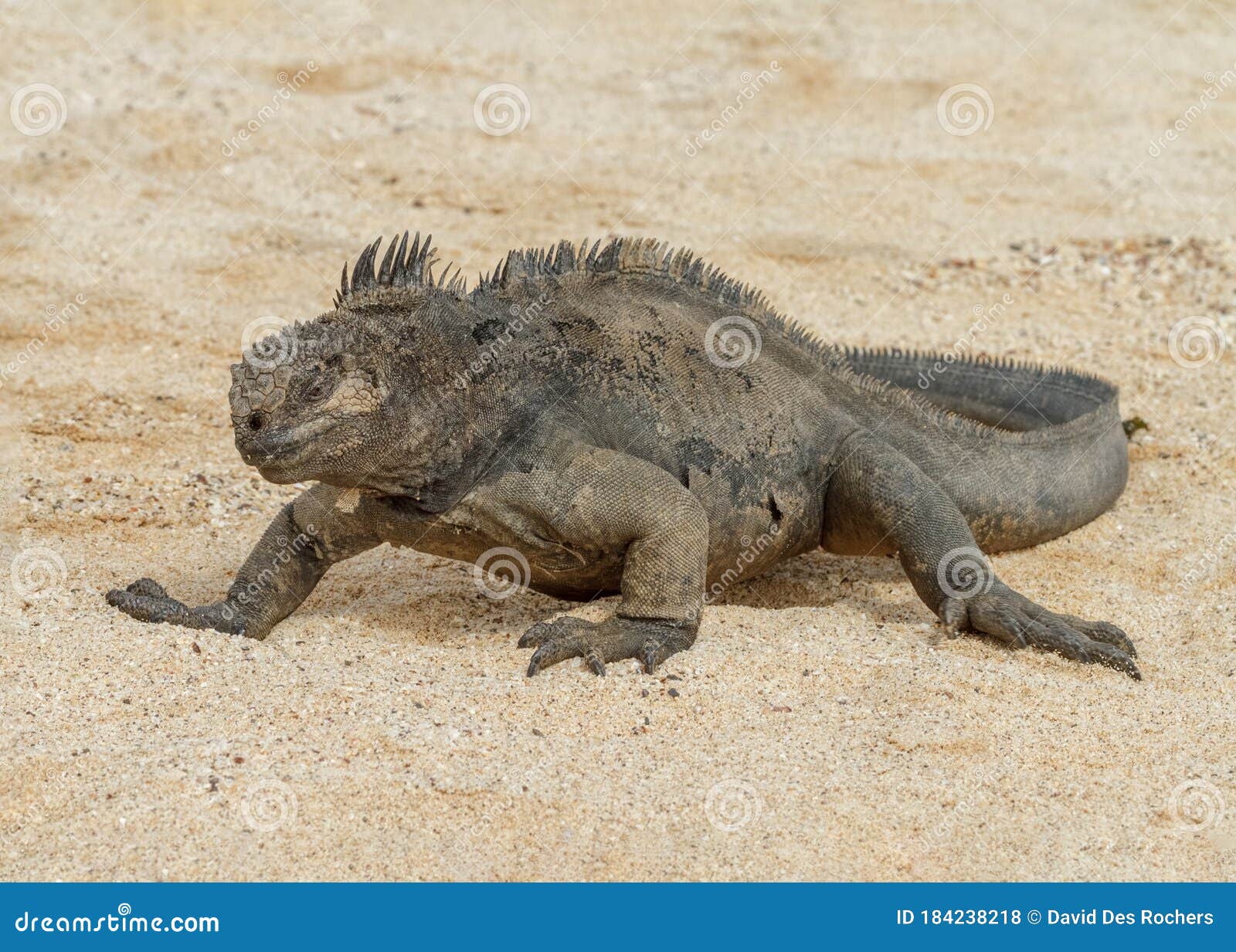 marine iguana amblyrhynchus cristatus galÃÂ¡pagos islands