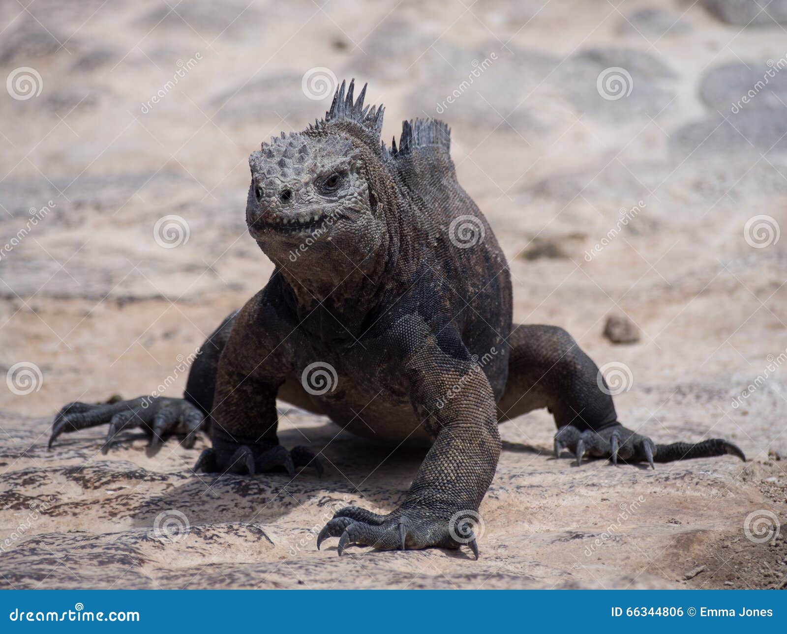 marine iguana (amblyrhynchus cristatus) on plaza sur island, galapagos