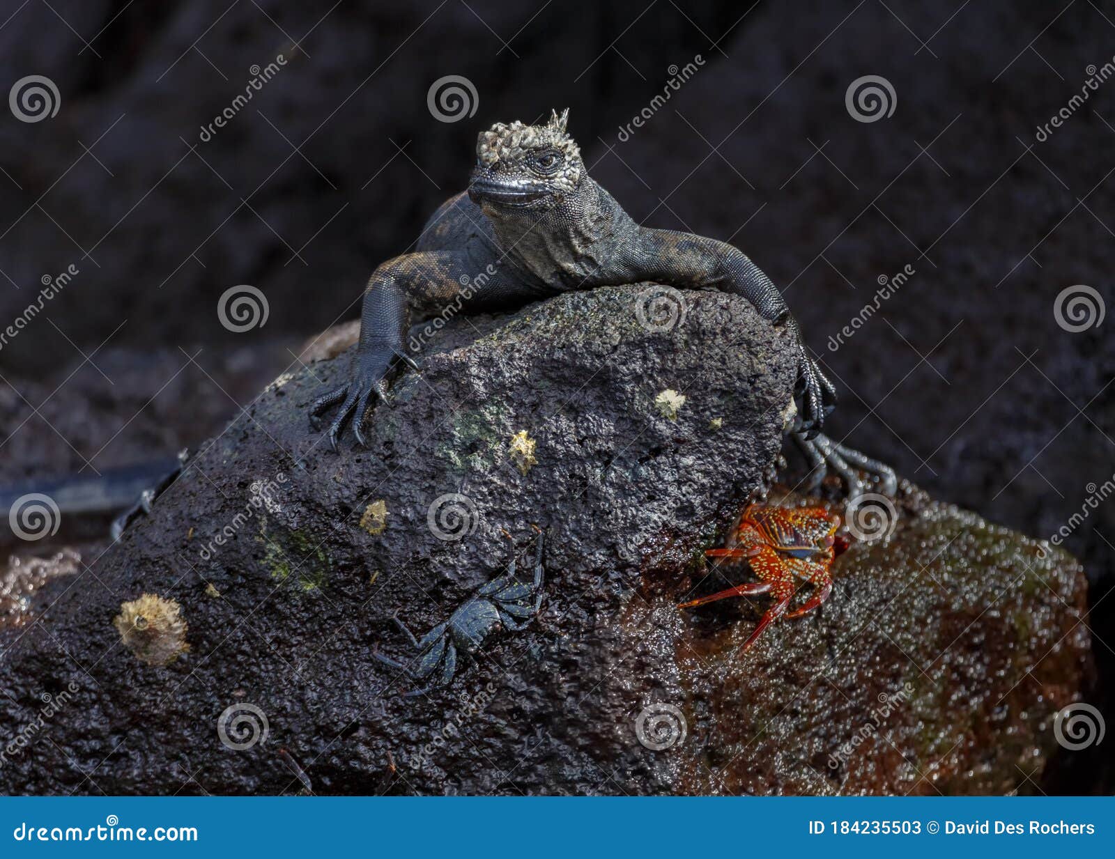 marine iguana amblyrhynchus cristatus resting on lava rock