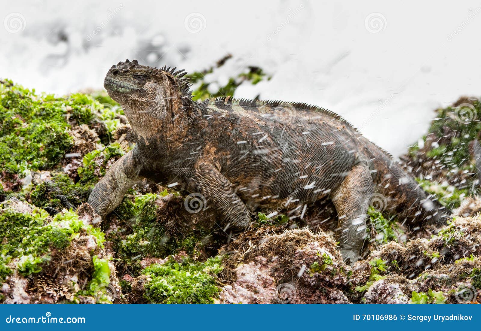the marine iguana (amblyrhynchus cristatus) on the stony lava coast.
