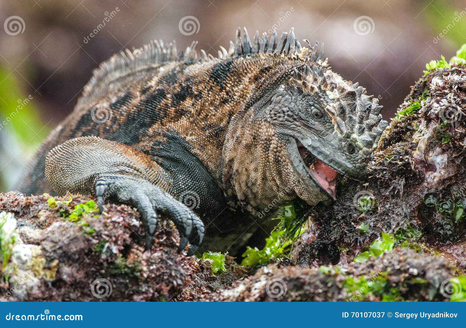 the marine iguana amblyrhynchus cristatus on the stony lava coast. the marine iguana (amblyrhynchus cristatus) eats seaw