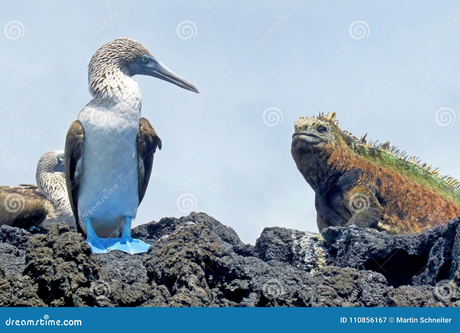 marine iguana with blue footed boobies, booby, sula nebouxii and amblyrhynchus cristatus, on isabela island, galapagos