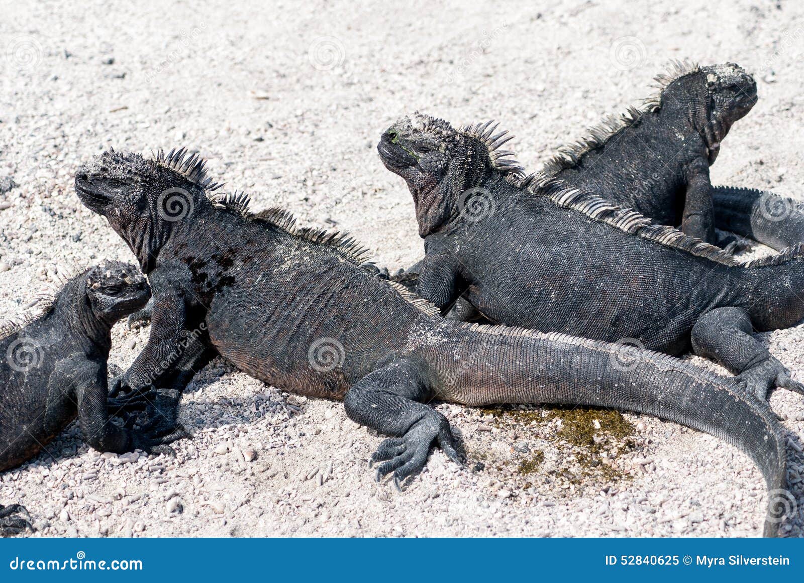 Marine Iguana negra imagen de archivo. Imagen de sentada - 52840625