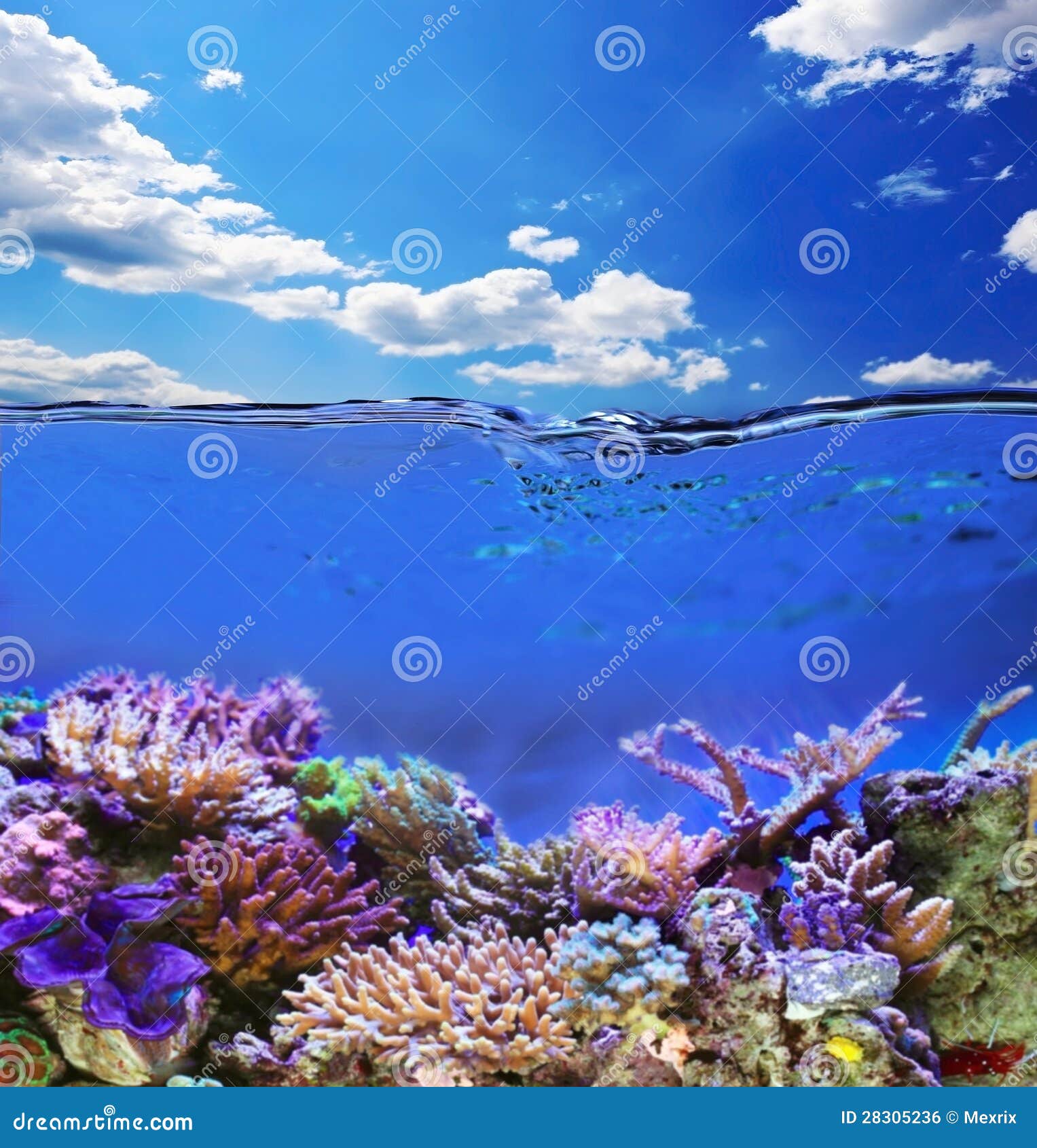 Marine life stock photo. Image of horizon, fresh, life - 28305236