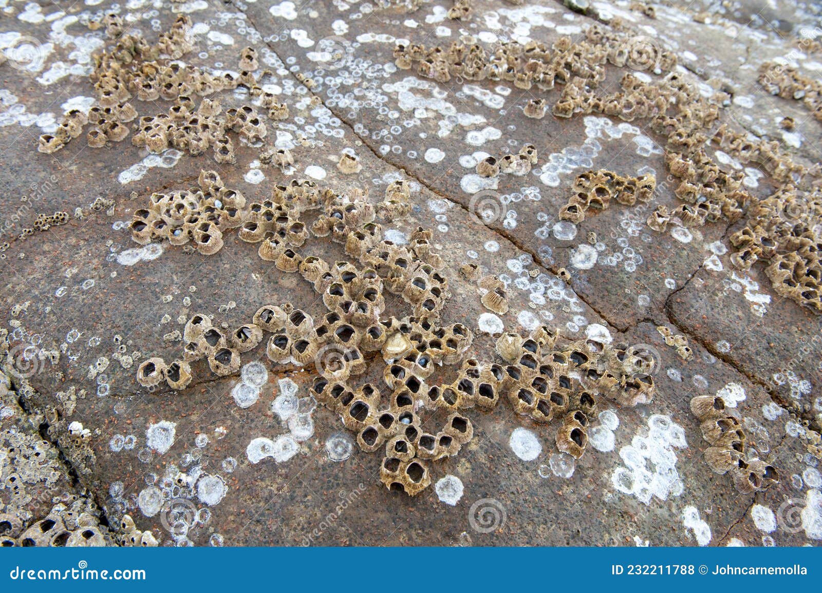 Marine Life Barnacles Attached To Rocks Stock Photo Biology Diagrams