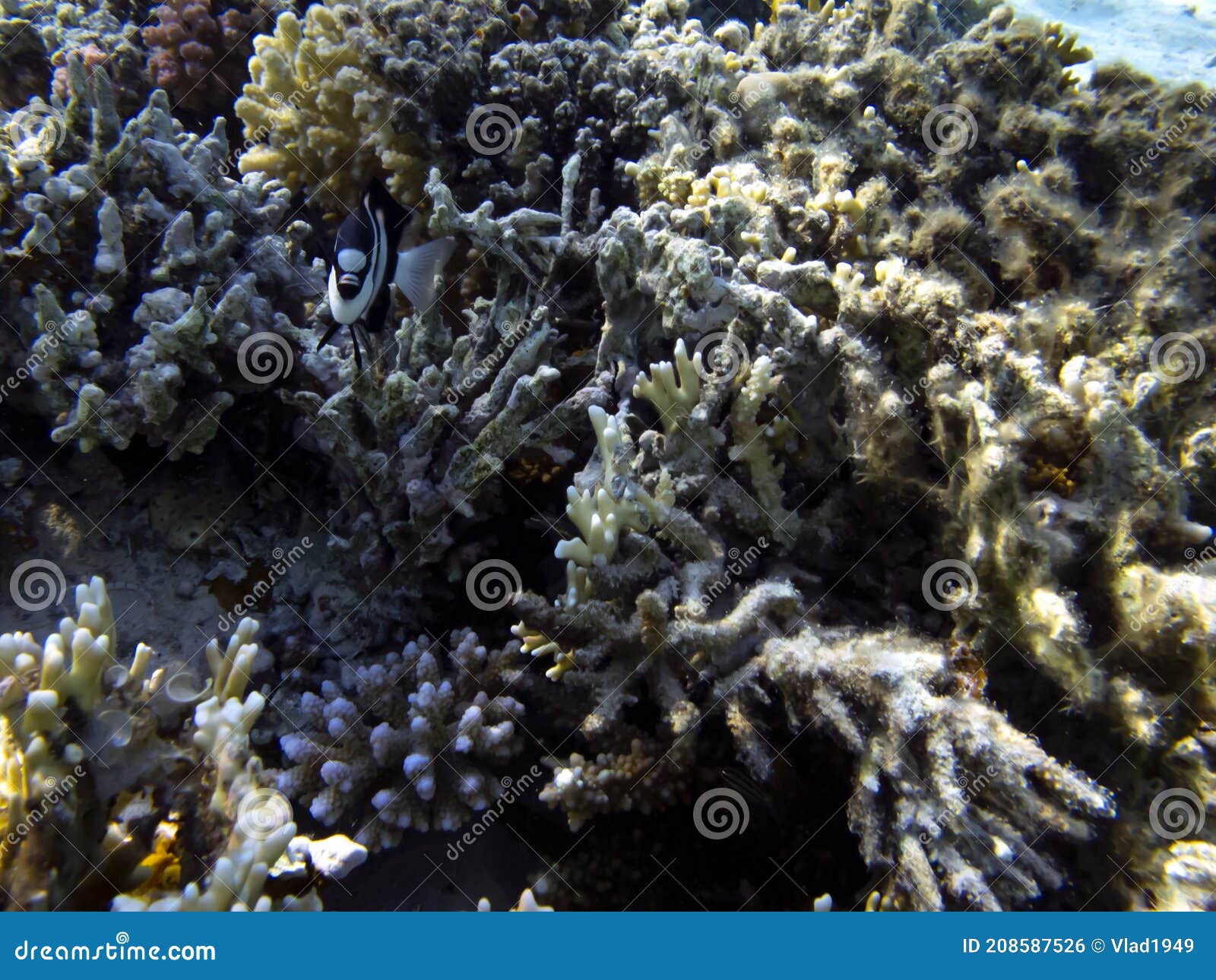 Marine Life and Coral Reefs at the Red Sea Stock Photo - Image of ...