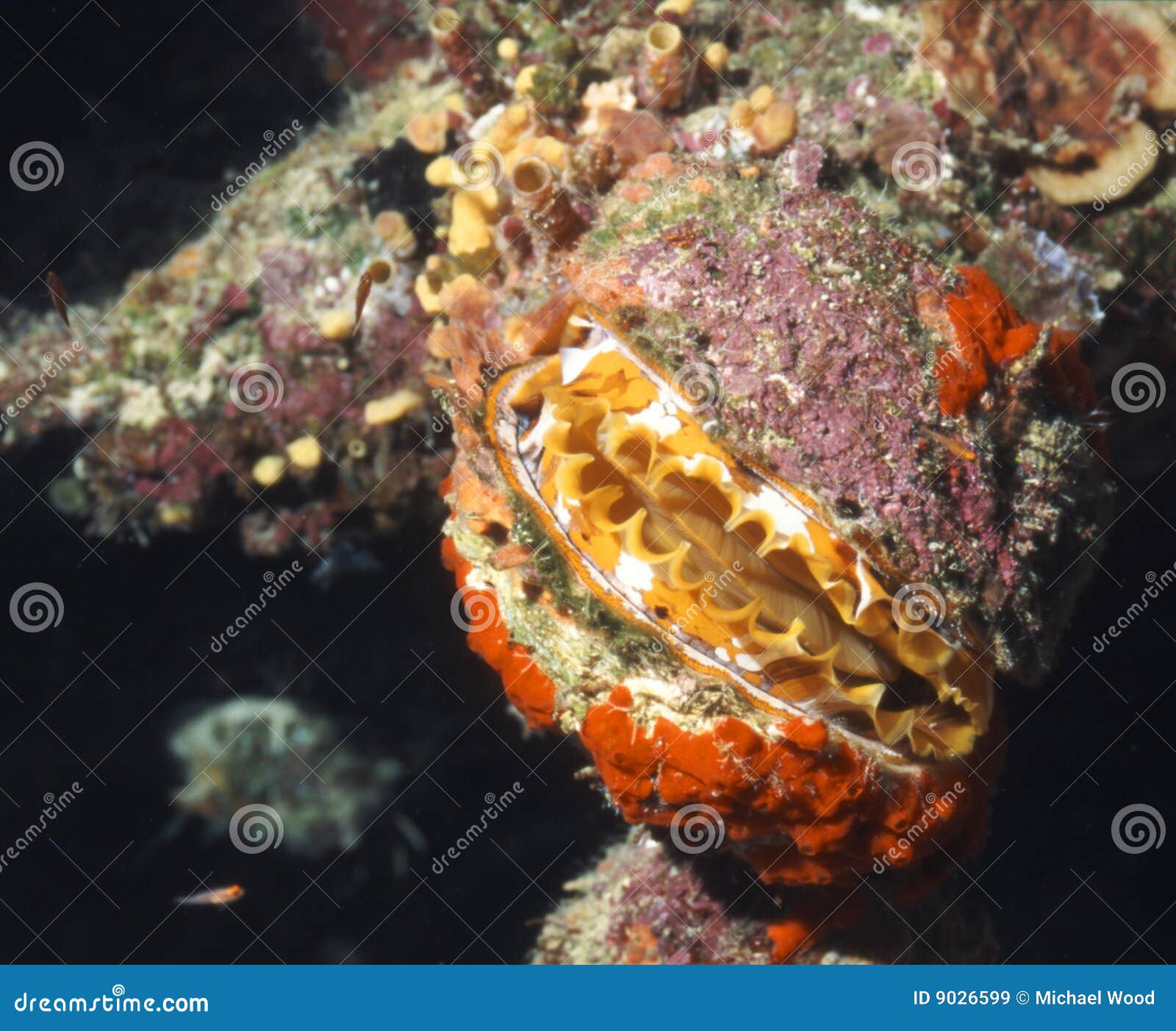 Marine Life Rock Scallop stock image. Image of reef 9026599