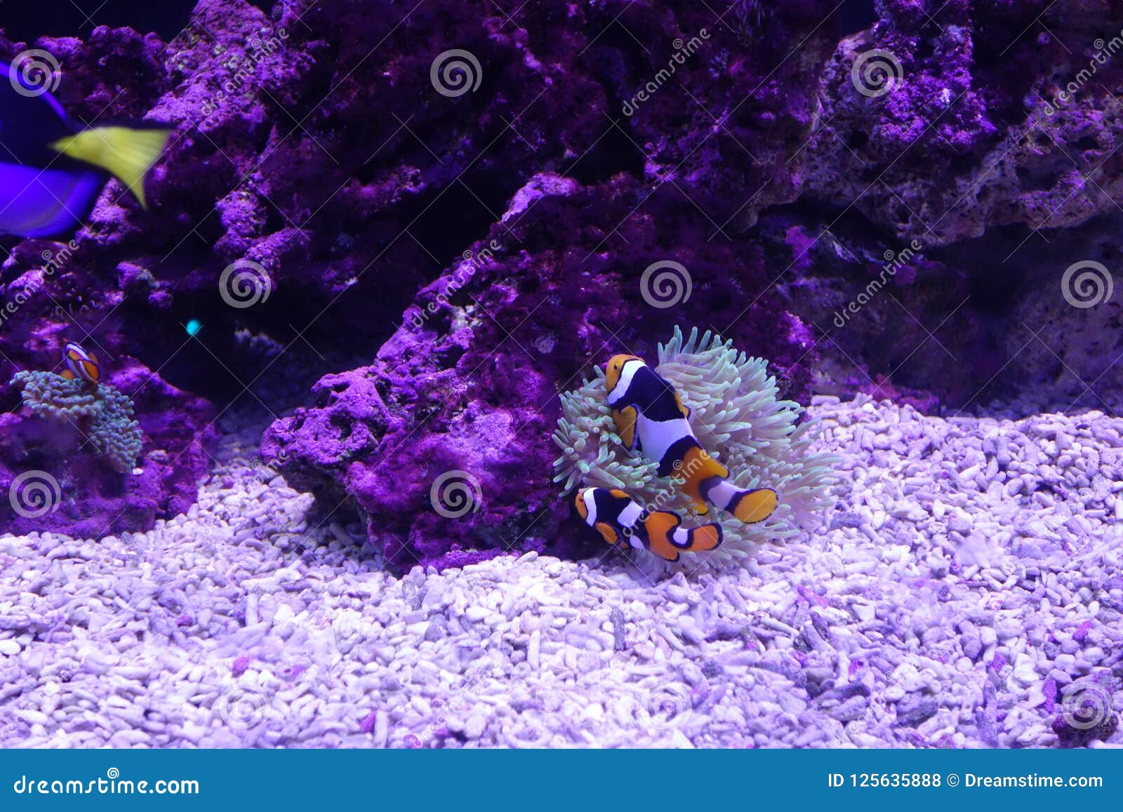 Marine aquatic life stock photo. Image of turtle, dive - 125635888