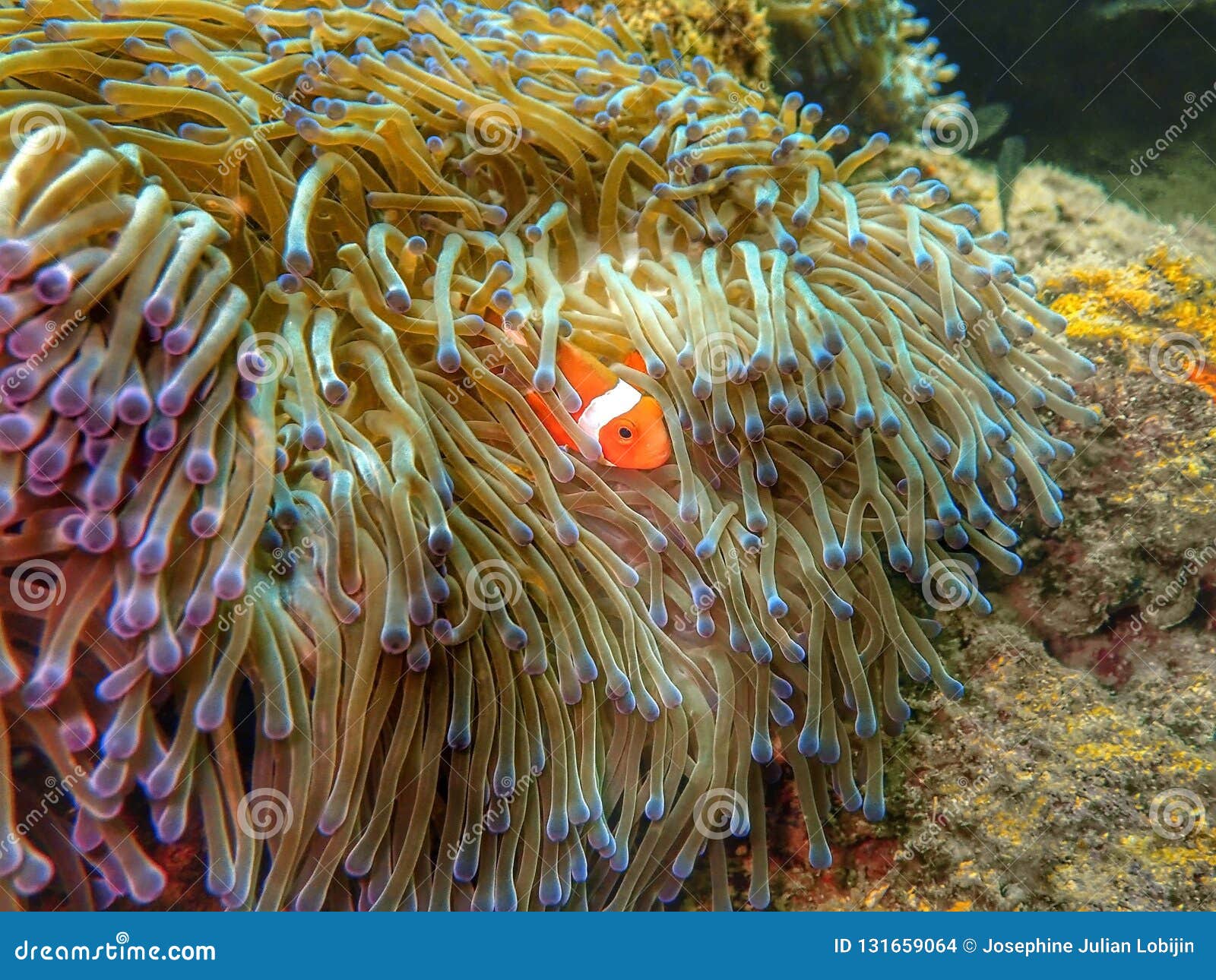 The Beauty of Underwater World in Sabah, Borneo. Stock Photo - Image of blenny, barracuda: 131659064 The Beauty of Underwater World in Sabah, Borneo. Stock Photo - Image of blenny, barracuda: 131659064