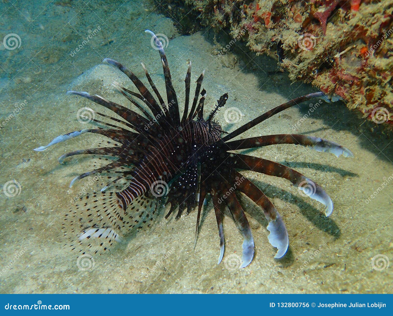 The Beauty of Underwater World in Sabah, Borneo. Stock Photo - Image of  beauty, mating: 132800756