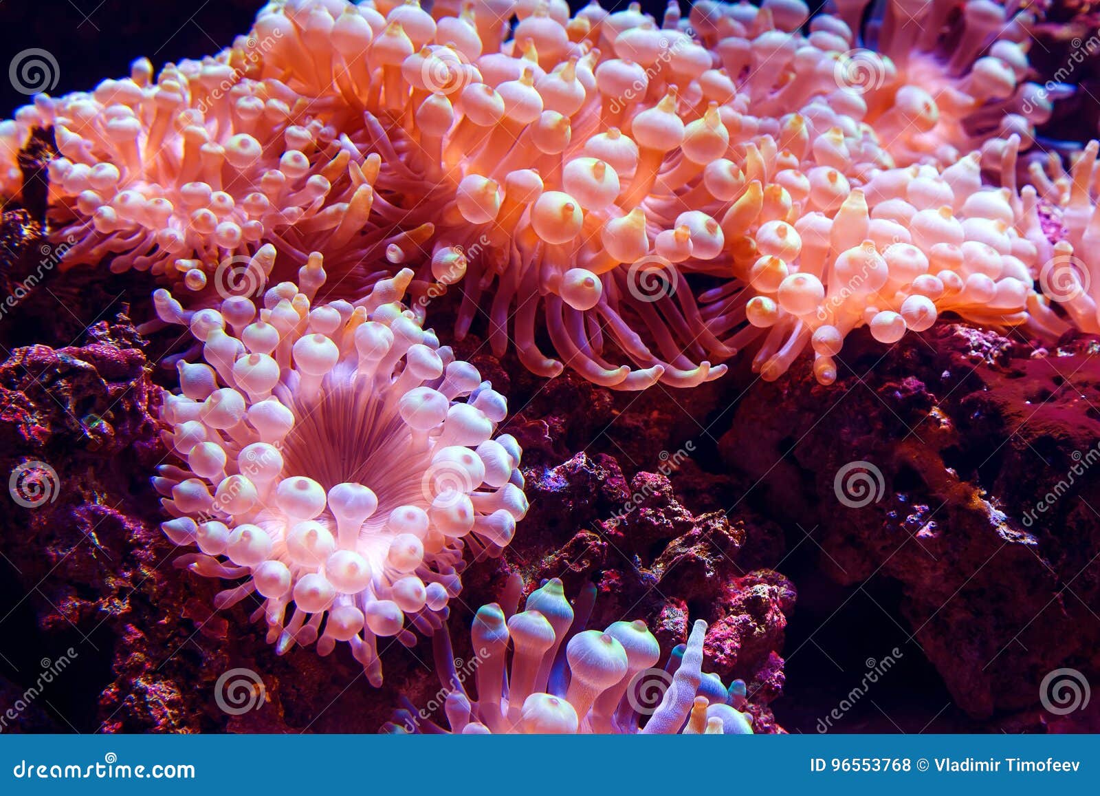 marine life sea pink anemone condylactis gigantea underwater in the sea. nature background.