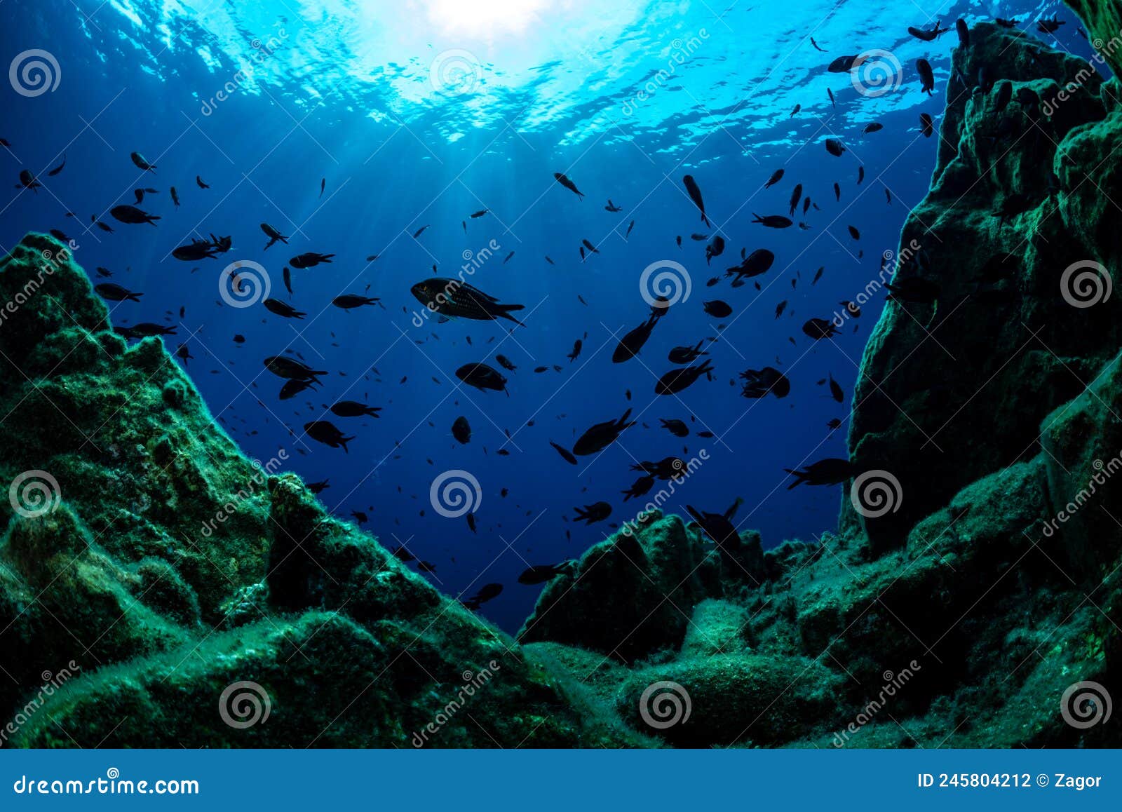 Marine Life Underwater Mediterranean Sea Stock Photo - Image of
