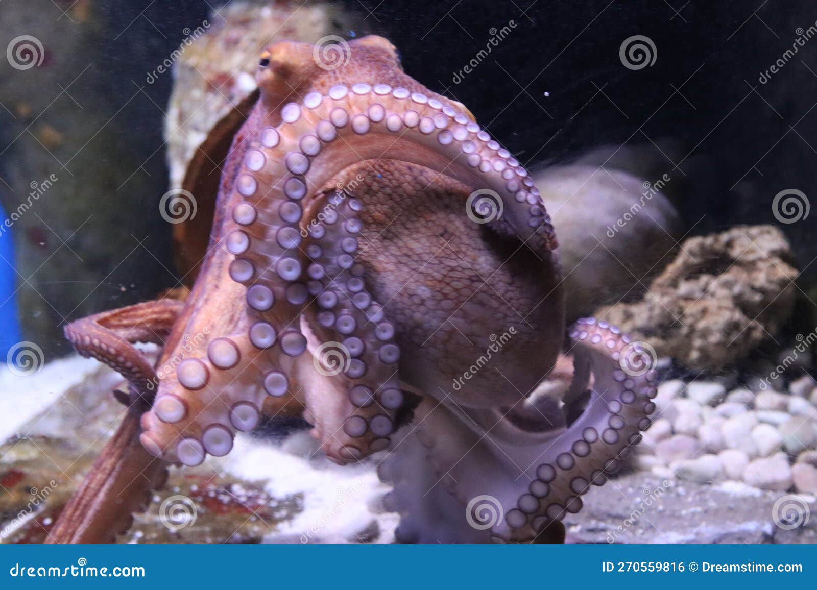 Marine Octopus in the Genoa Aquarium Editorial Photo Image of animal