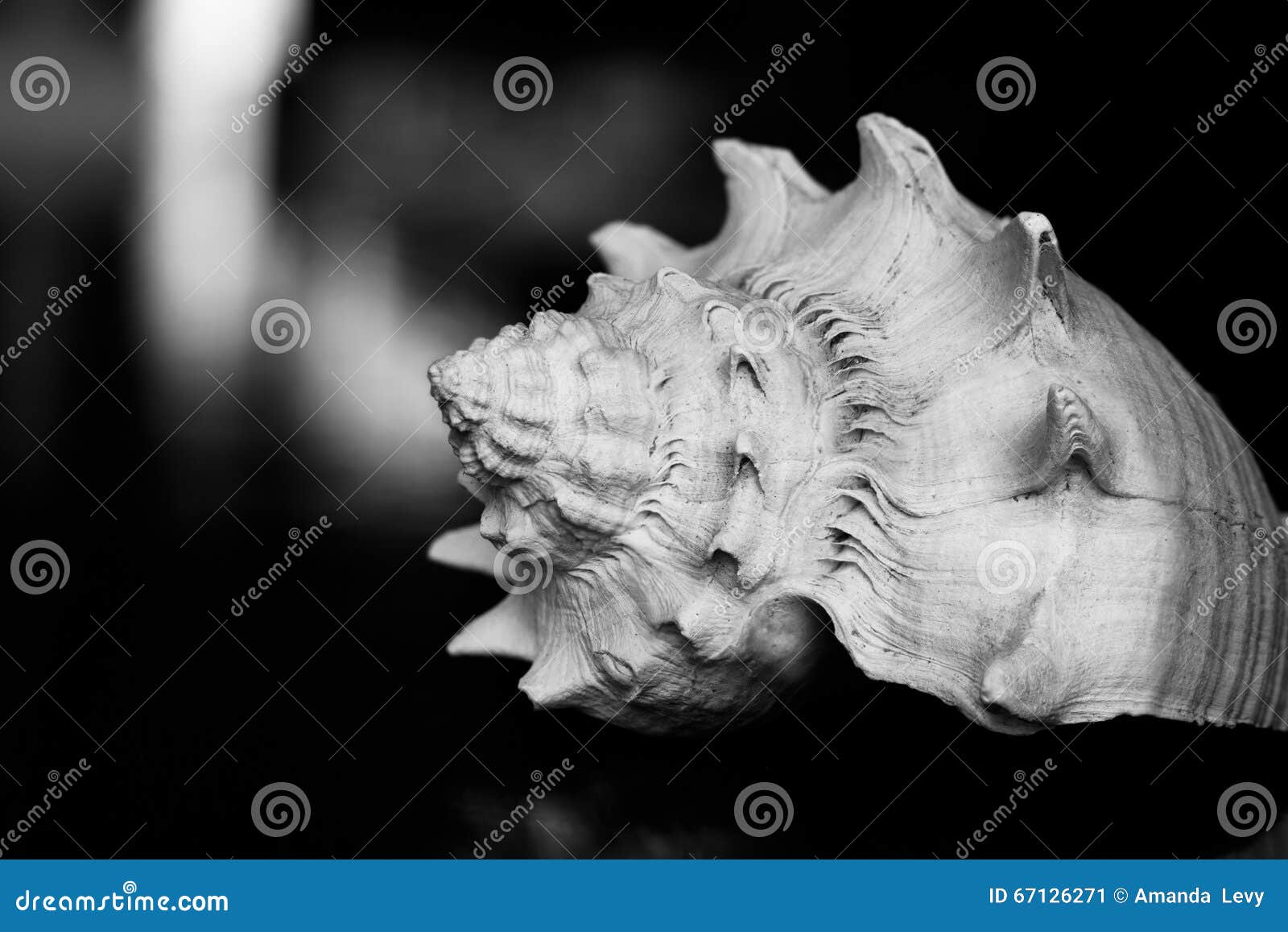 Marine sea shell black and white. Closeup of a sea shell with a dark background