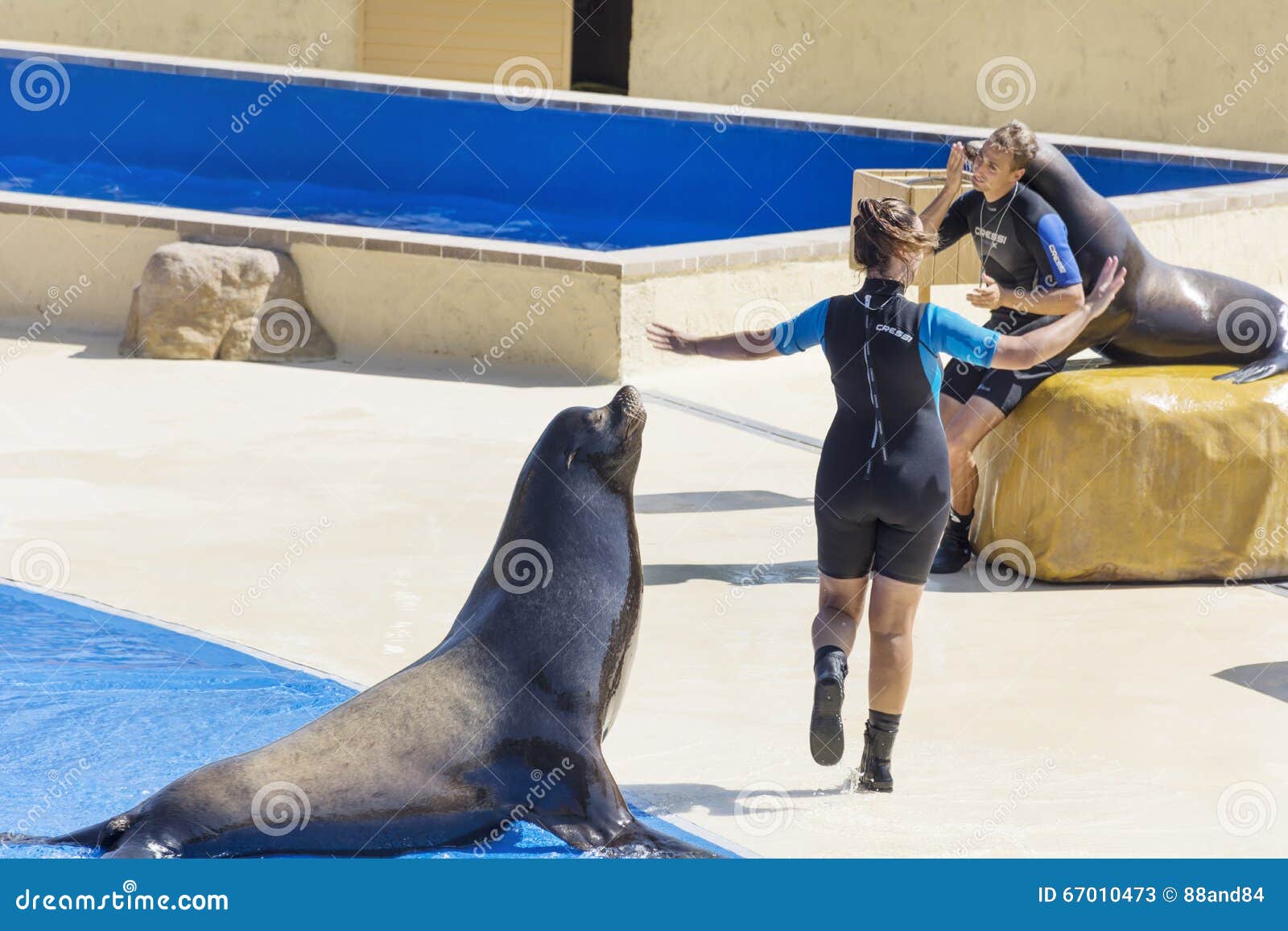 Marine Seal with a trainer editorial stock photo. Image of guide - 67010473