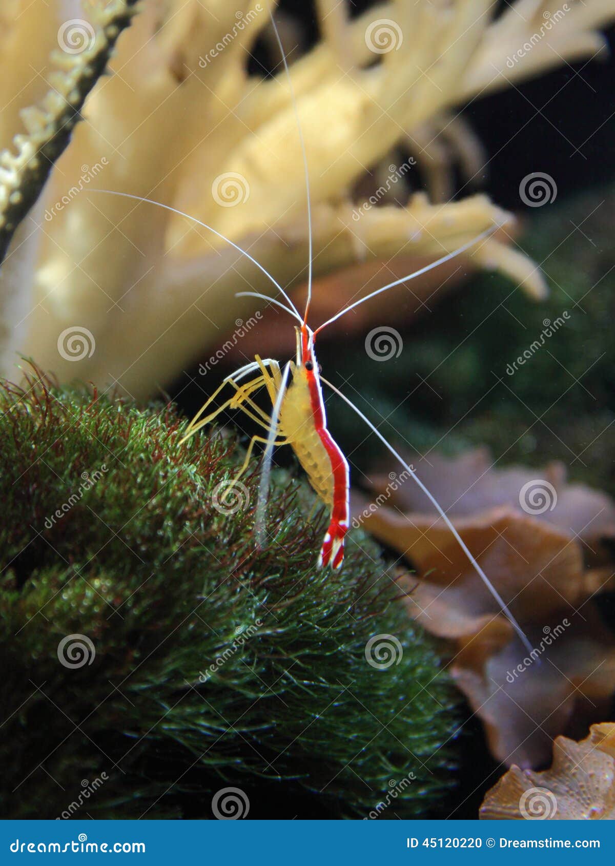 Marine Shrimp Lysmata Amboinensis (Cleaner Shrimp) Stock Photography