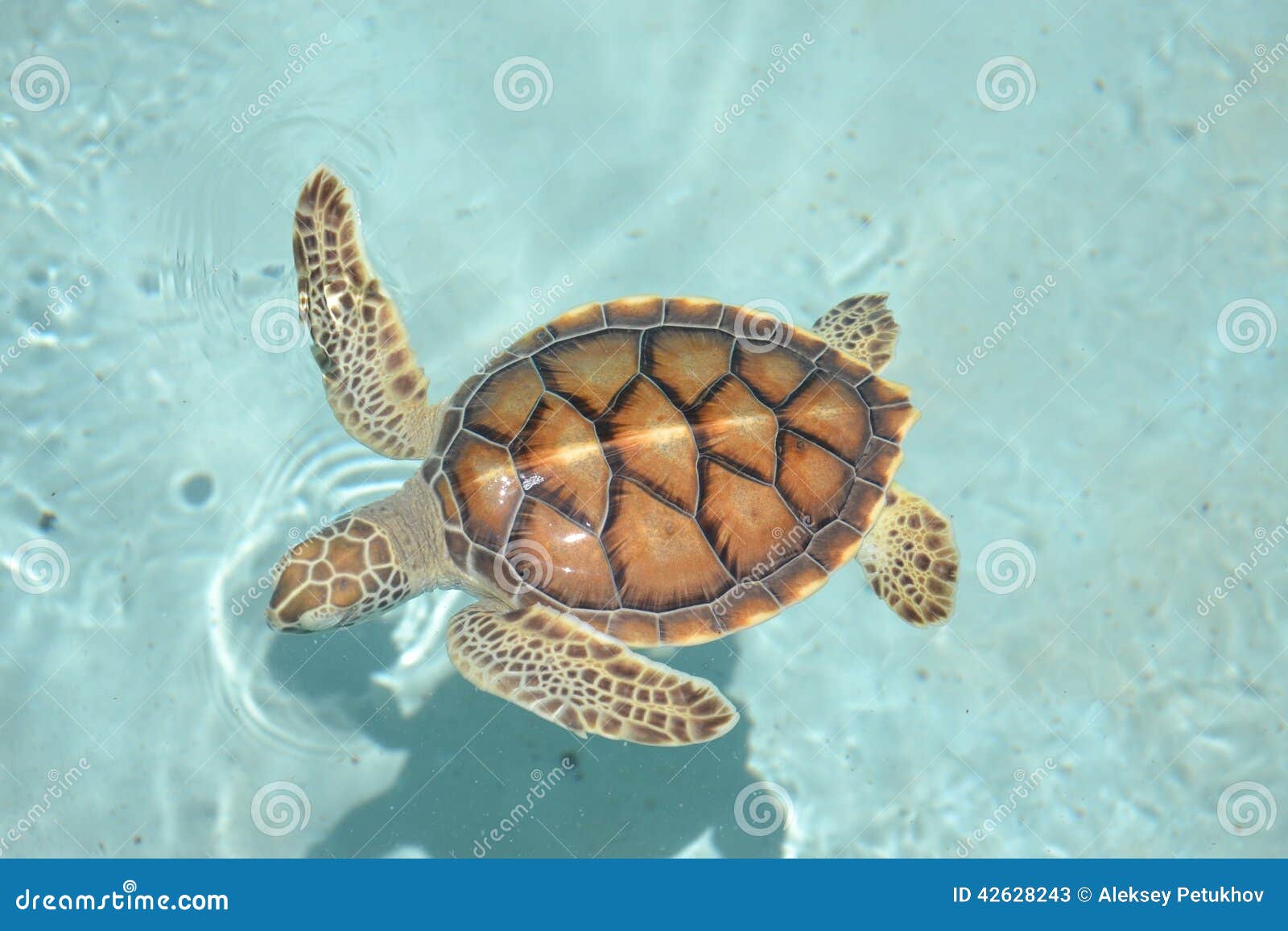 Consulaat Senator doden Marinelifemammals Van Het Levensreptielen Van Schildpadschildpadden Stock  Afbeelding - Image of schildpad, reptielen: 42628243