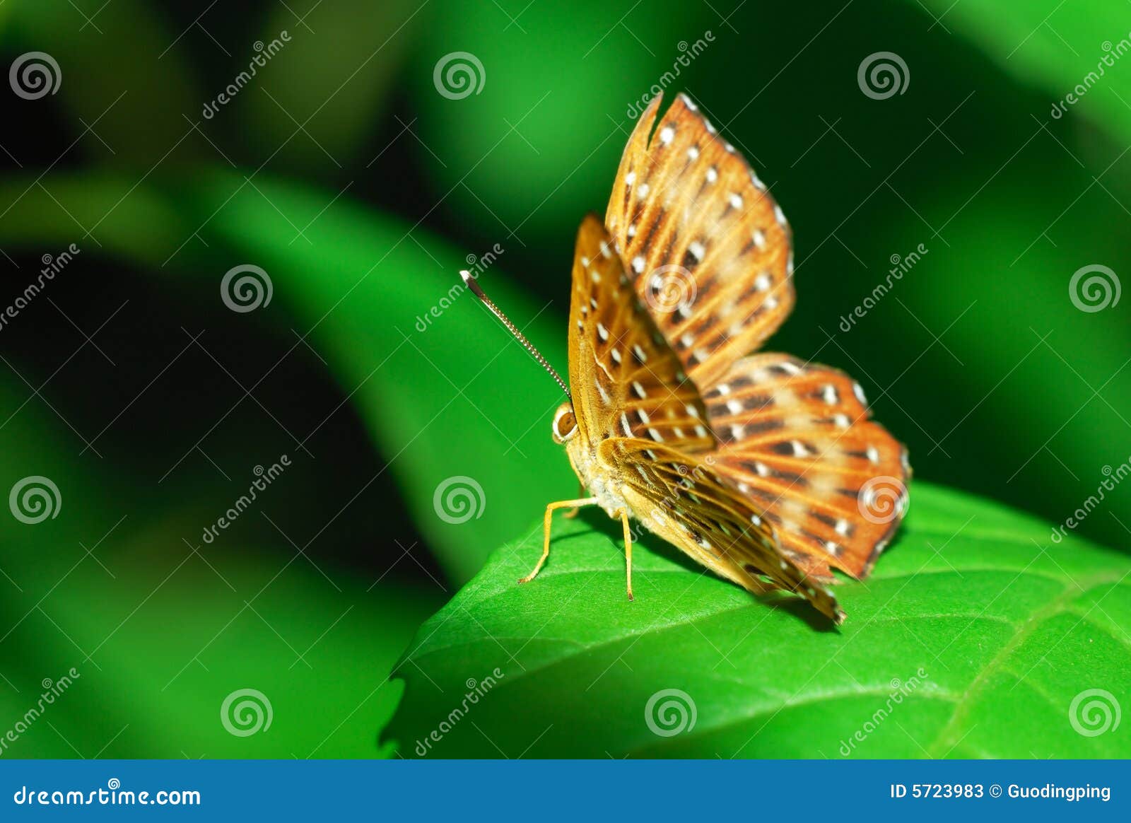 Sola mariposa aislada en la hoja en fondo verde