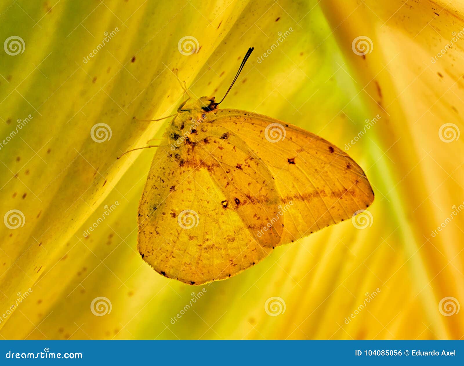 mariposa amarilla sobre hoja de platano