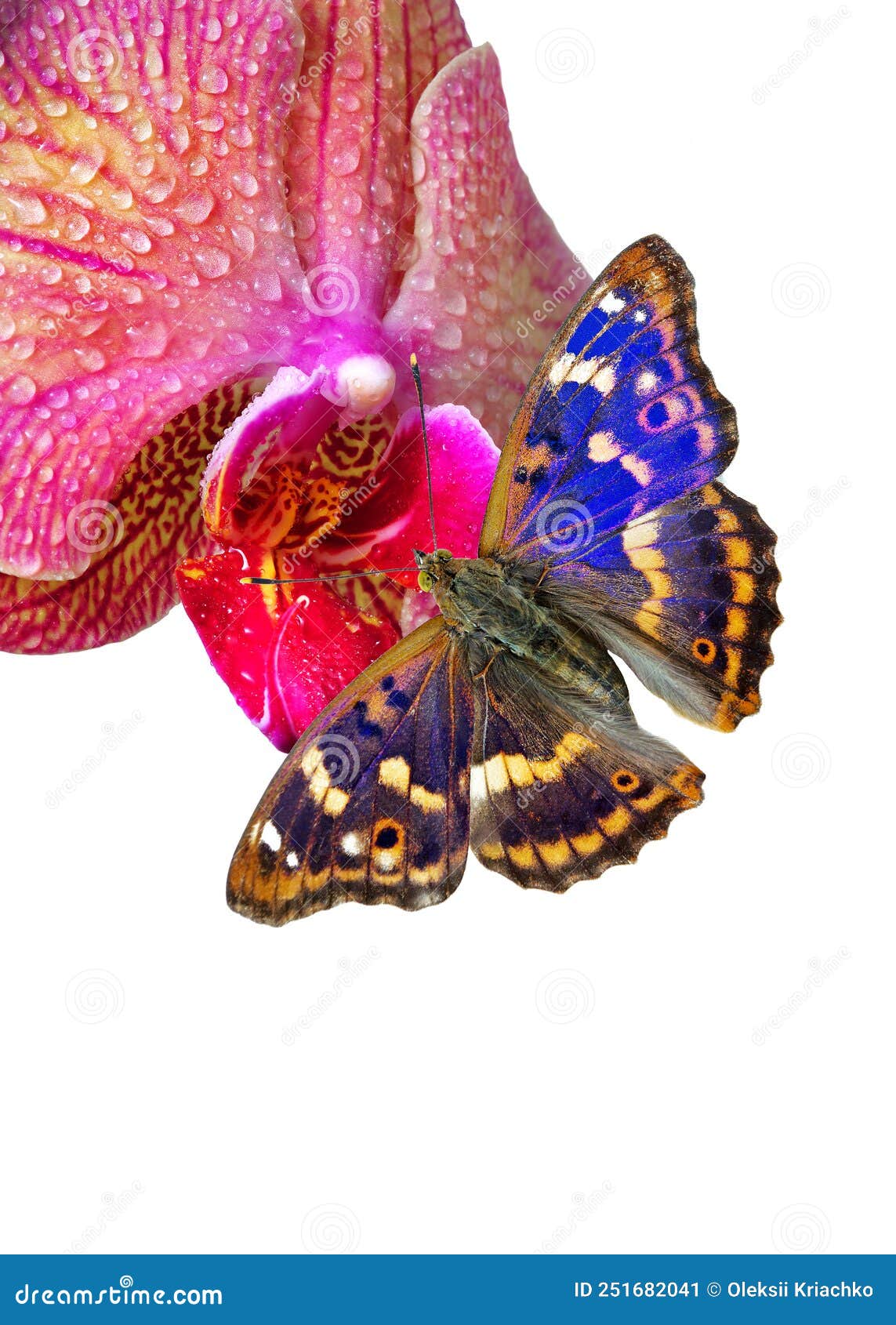 Mariposa Azul Colorida Sobre La Flor De La Orquídea Morada En El Agua Gotas Aisladas En Blanco. Mariposa Emperadora Púrpura Imagen de archivo - Imagen de color, insecto: 251682041 Mariposa Azul Colorida Sobre La Flor De La Orquídea Morada En El Agua Gotas Aisladas En Blanco. Mariposa Emperadora Púrpura Imagen de archivo - Imagen de color, insecto: 251682041