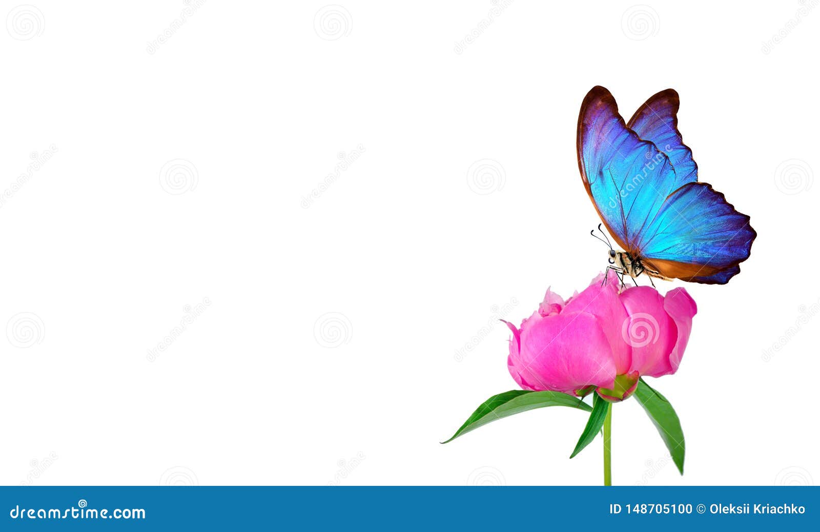 pix Hermosos Fondos De Mariposas Y Flores https es dreamstime com mariposa azul hermosa del morpho en una flor un fondo blanco copie los espacios brote y rosados de la peon cierre para arriba image148705100
