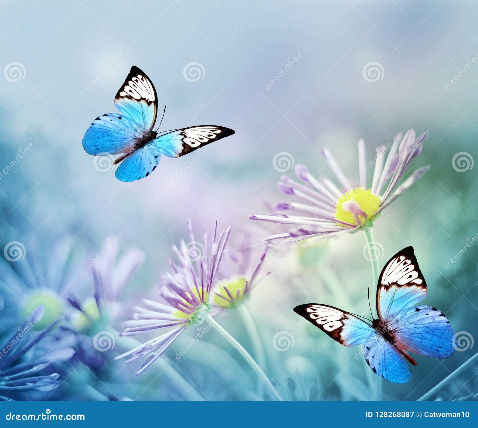 picture Hermosos Fondos De Mariposas Y Flores https es dreamstime com mariposa azul hermosa y flores rosadas fondo del verano de la primavera image128268087
