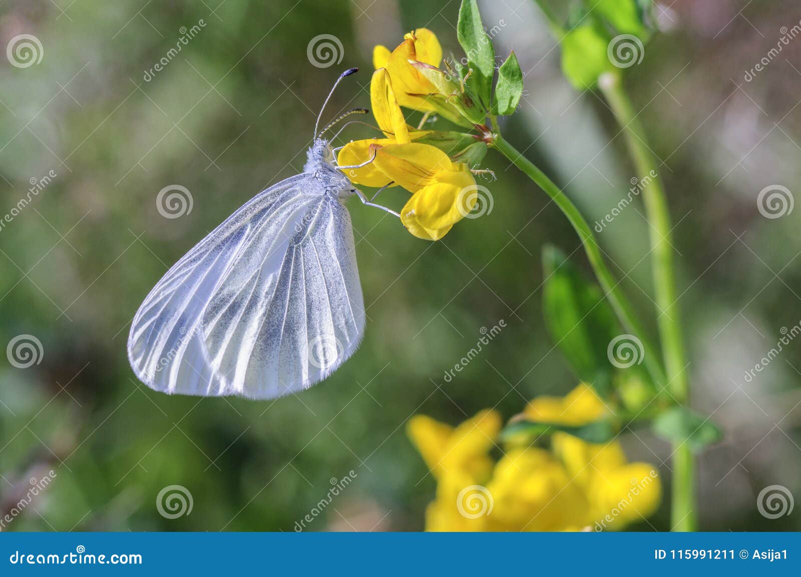 Mariposa blanca que se sienta en una flor, primer. Un primer de la mariposa blanca que se sienta en una flor amarilla, néctar de consumición Tiro macro