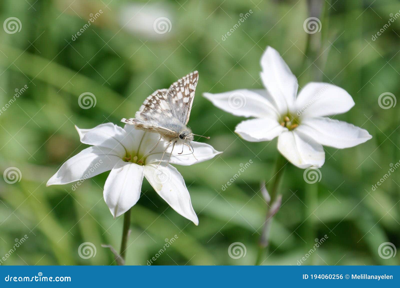 Mariposa Blanca Sobre Flor Blanca. Foto de archivo - Imagen de cubo,  insecto: 194060256
