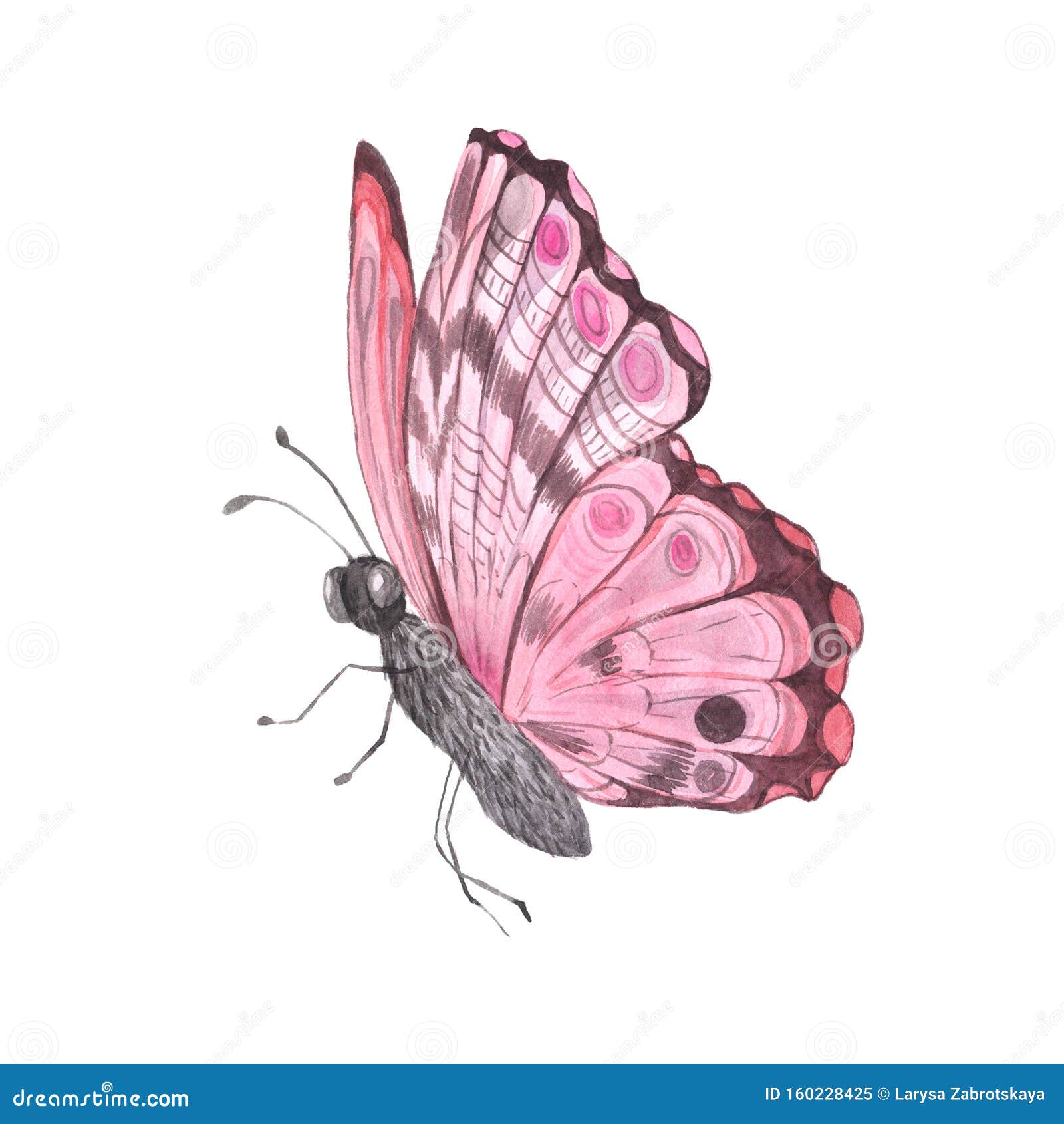 Mariposa Color Agua Rosa Brillante Stock de ilustración - Ilustración de  polilla, fondo: 160228425