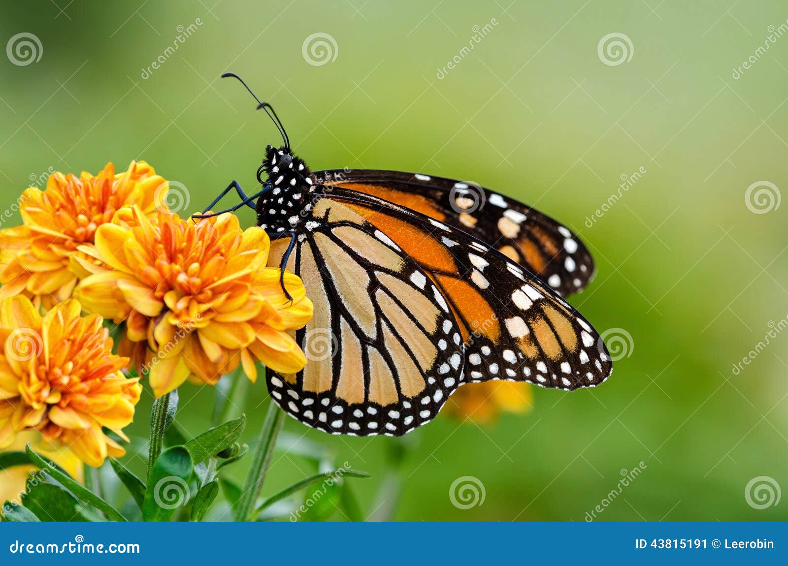 Mariposa de monarca (plexippus del Danaus) durante la migración del otoño. La mariposa de monarca (plexippus del Danaus) en jardín anaranjado florece durante la migración del otoño Fondo verde natural