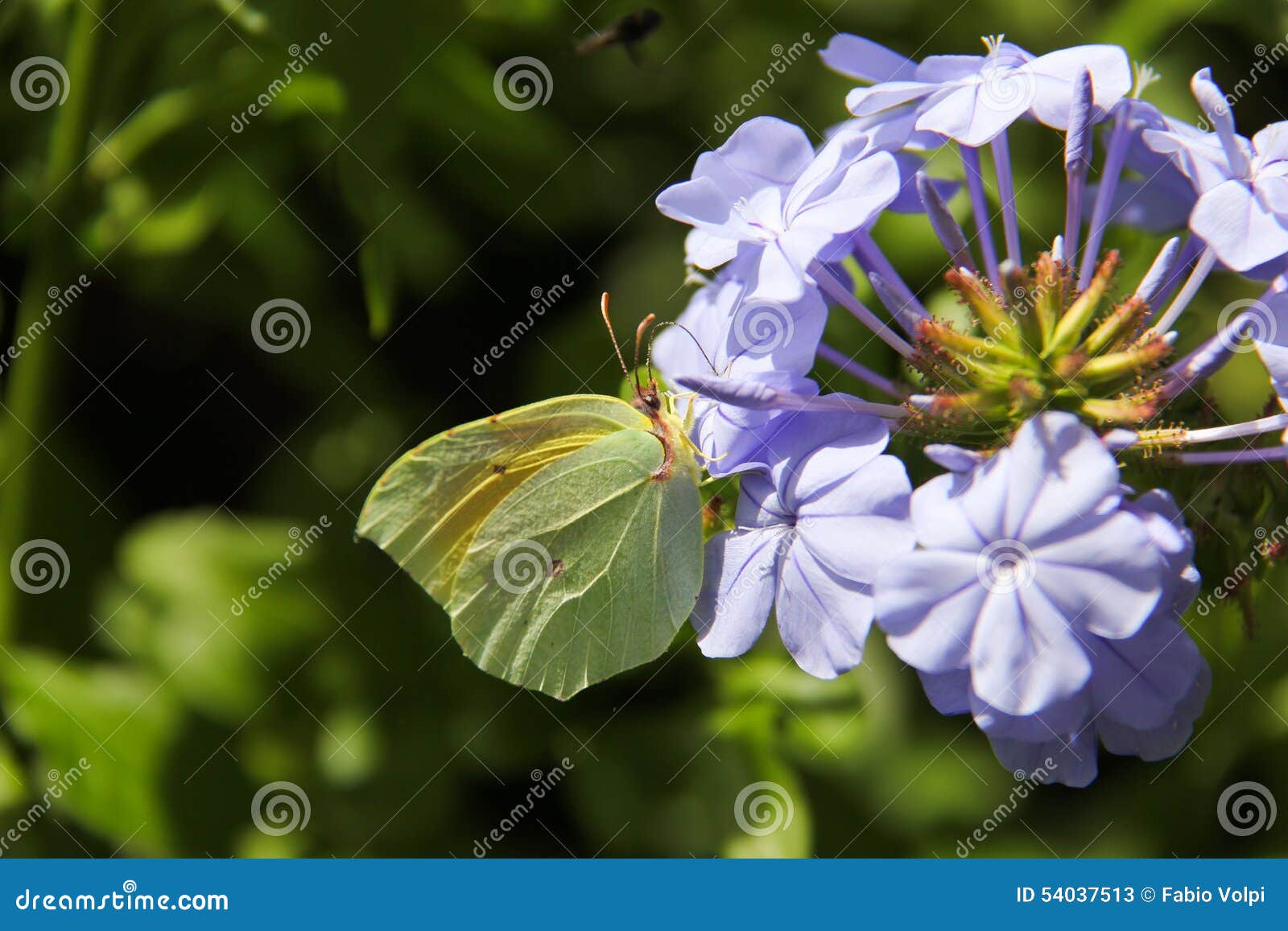 Mariposa en flower-2 violeta. La mariposa amarilla con las alas se abre en violeta de la flor de las semillas