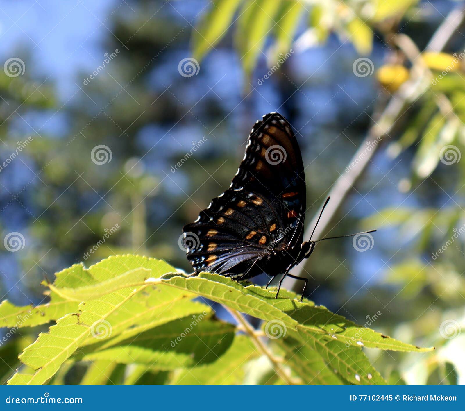 Mariposa En Una Vid Salvaje Imagen de archivo - Imagen de belleza,  coloreado: 77102445, image size:1600x1414