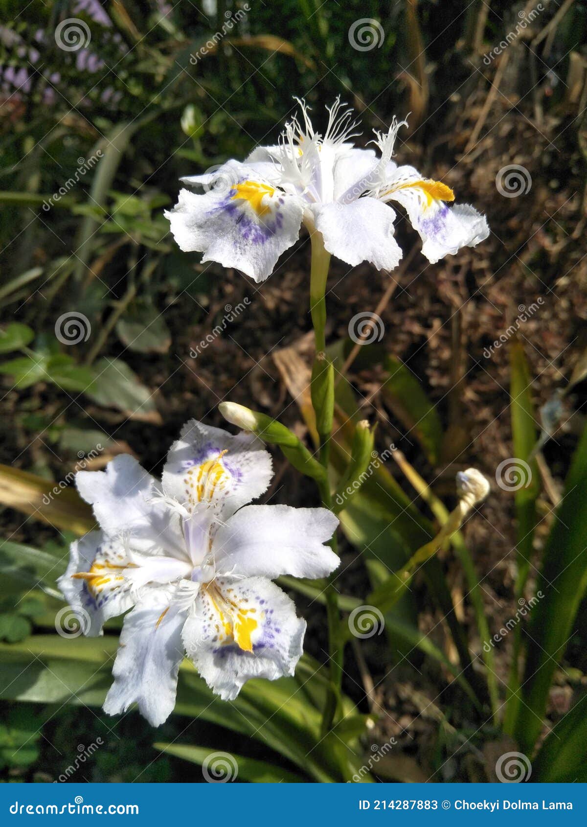Mariposa Flor Iris Japonica Flor Imagen de archivo - Imagen de pétalos, flor: 214287883 Mariposa Flor Iris Japonica Flor Imagen de archivo - Imagen de pétalos, flor: 214287883