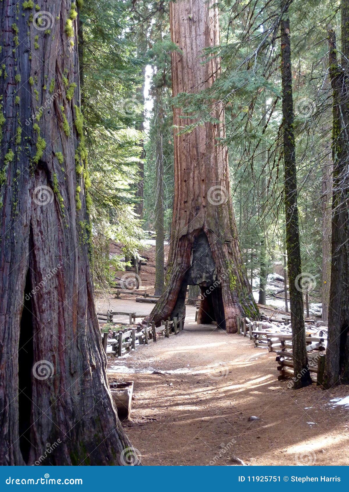 mariposa grove