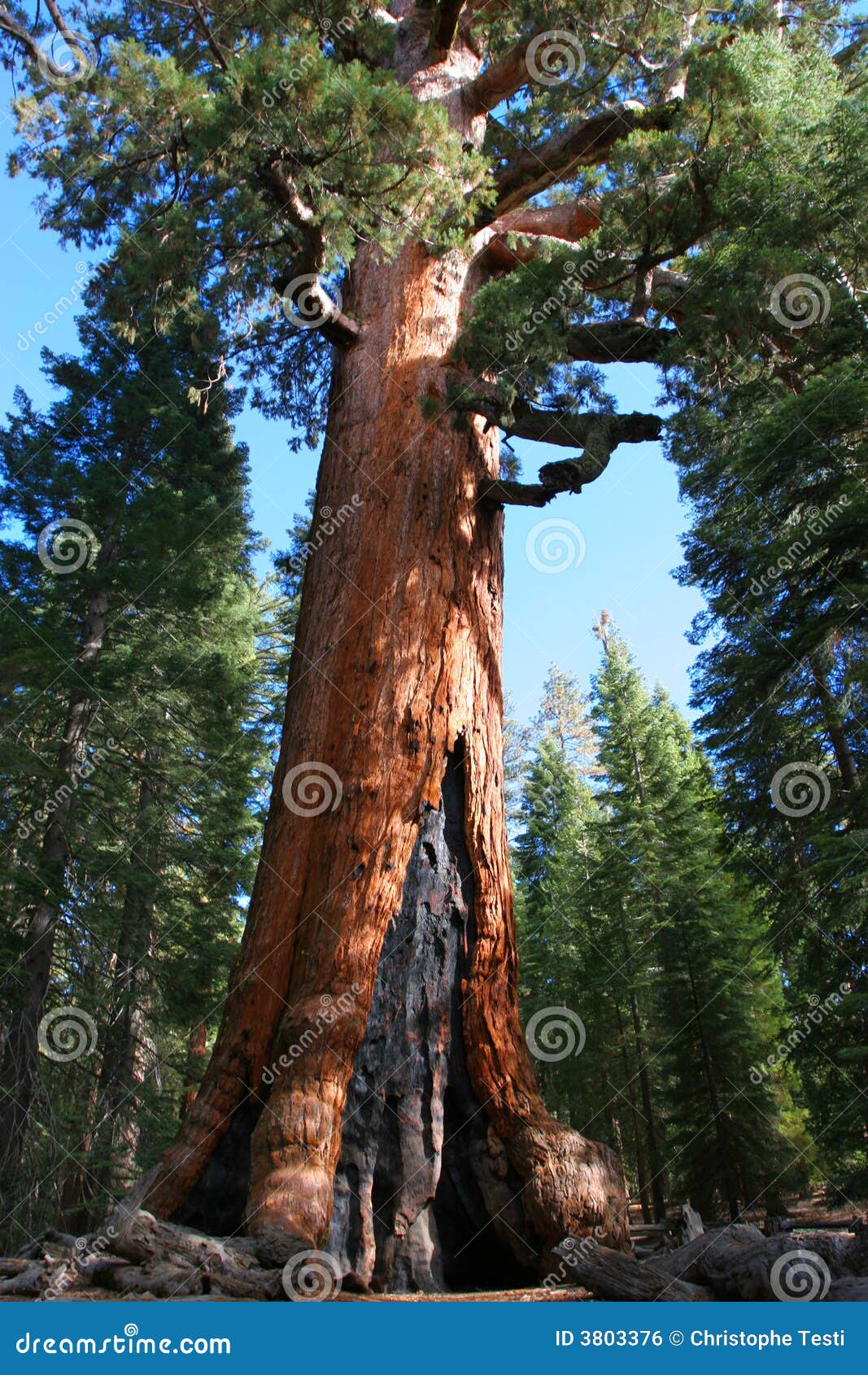 mariposa grove