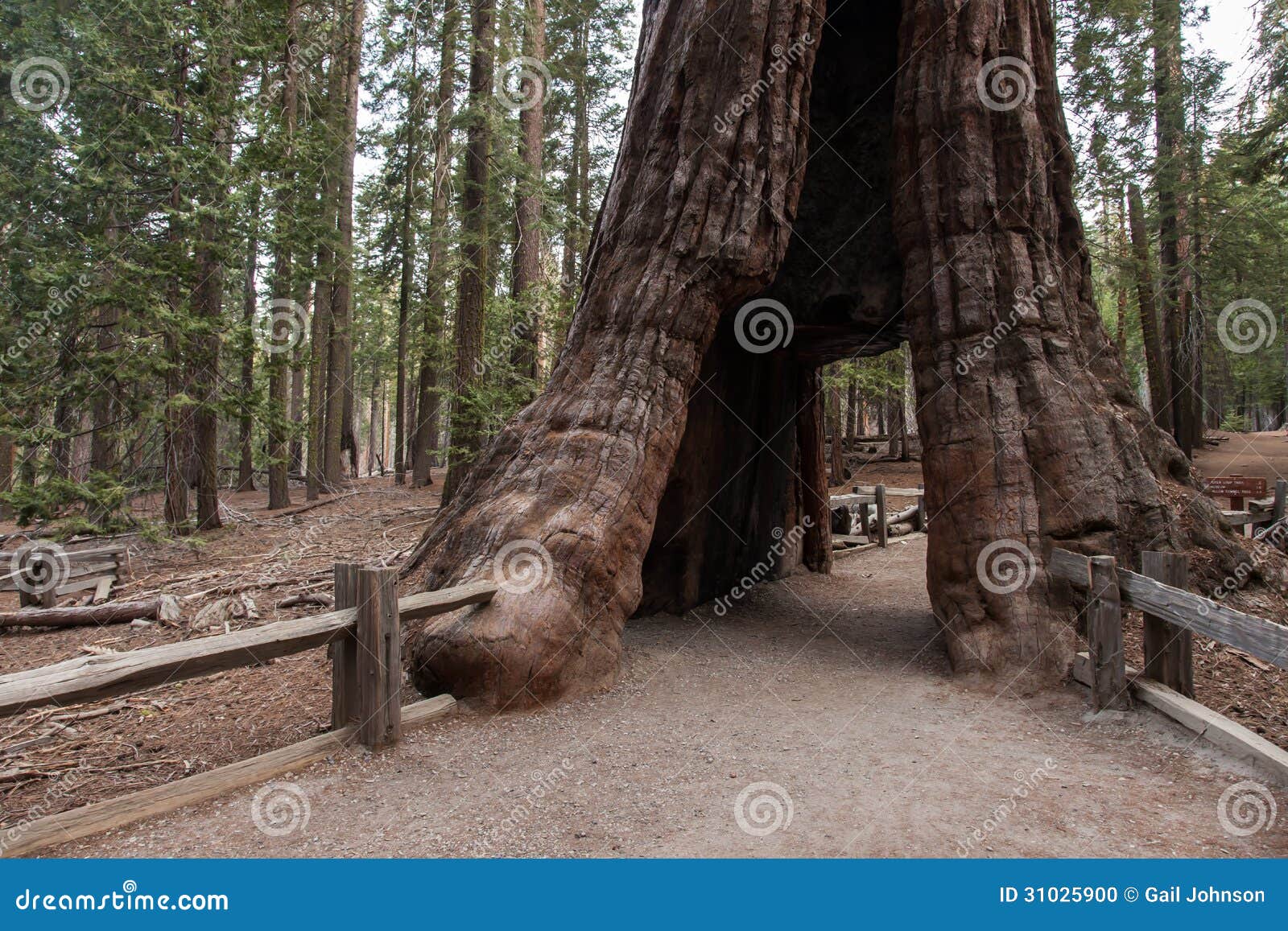 mariposa grove