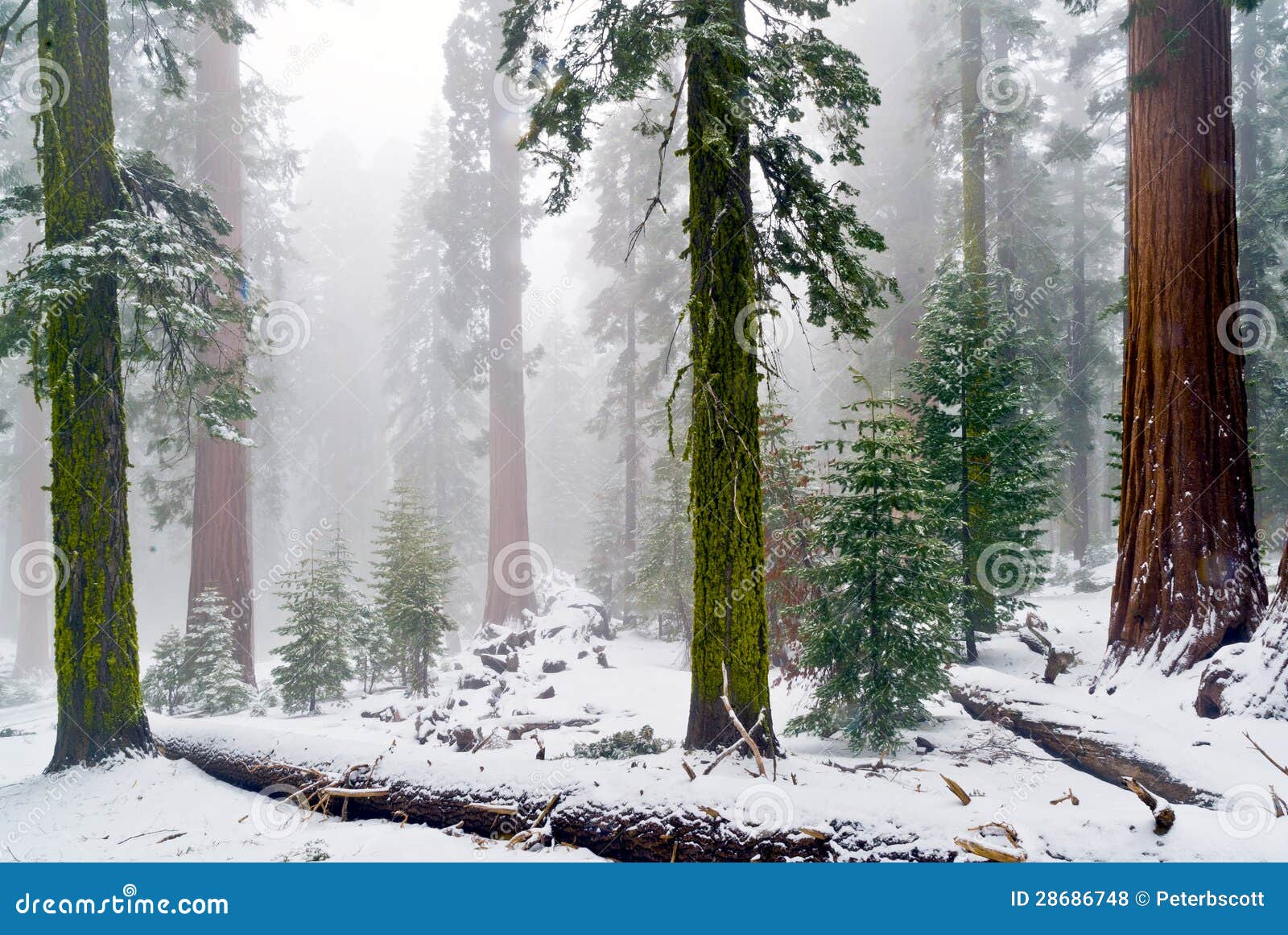 mariposa grove of giant sequoias, yosemite national park, california.