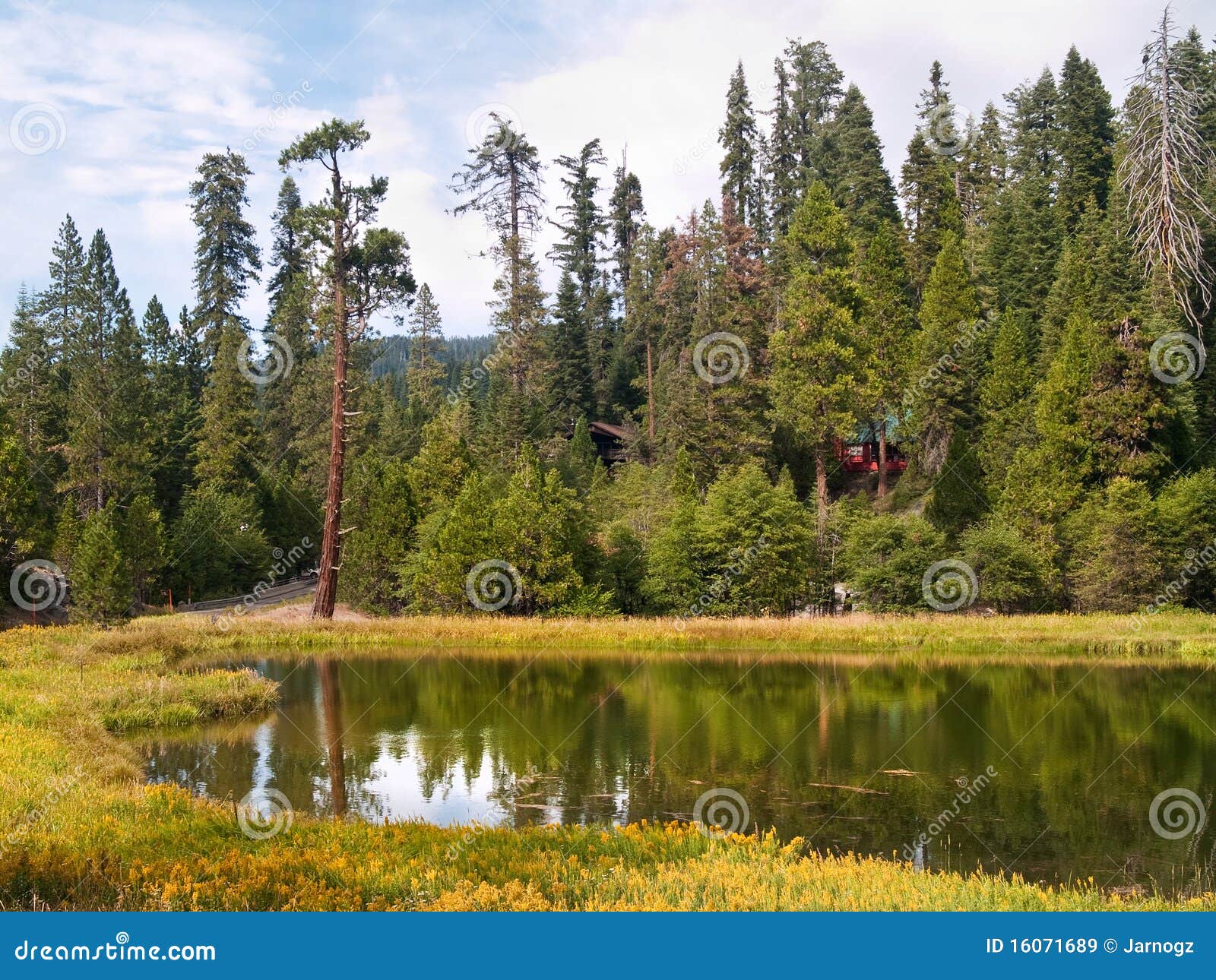 mariposa grove redwoods