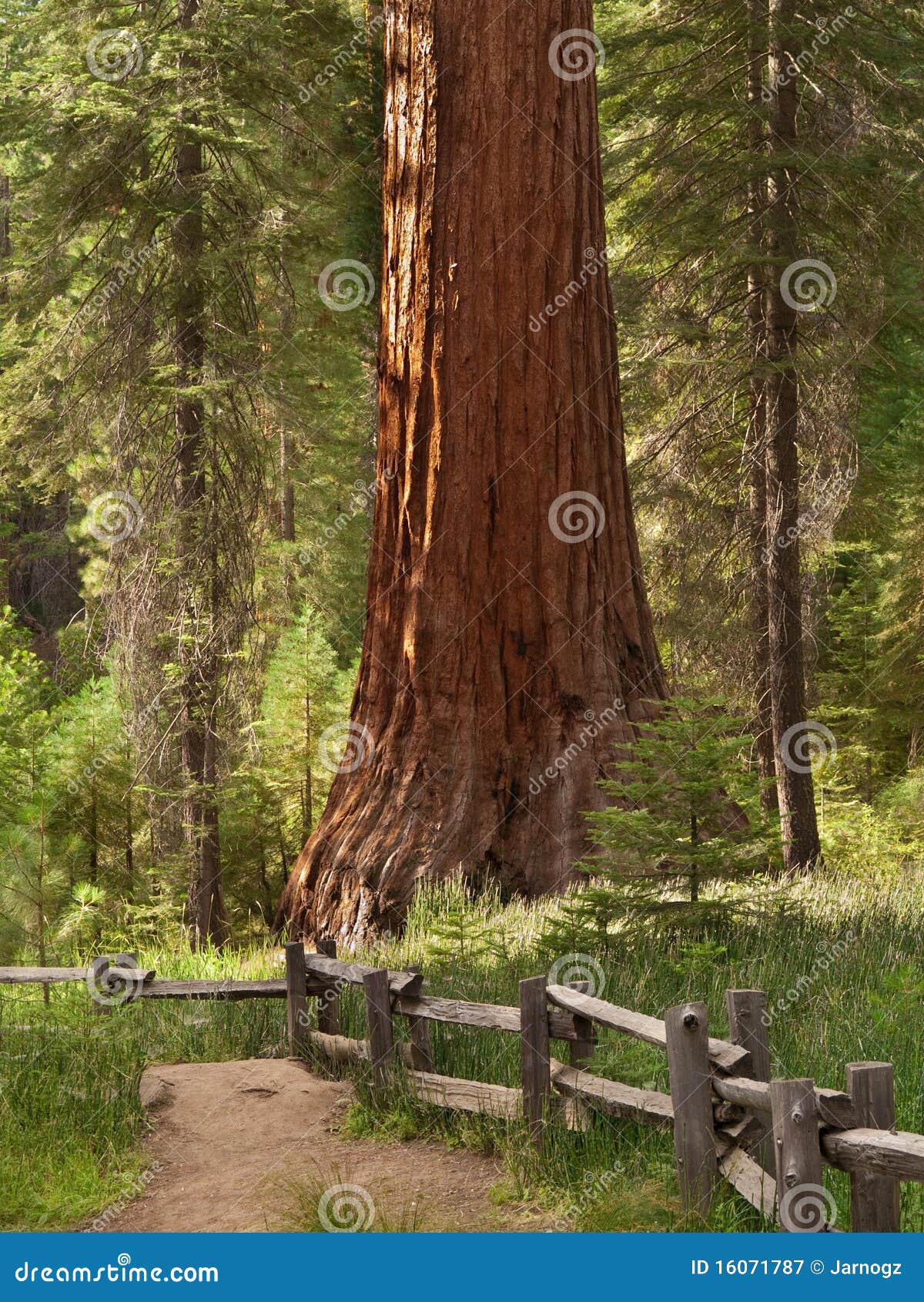 mariposa grove redwoods