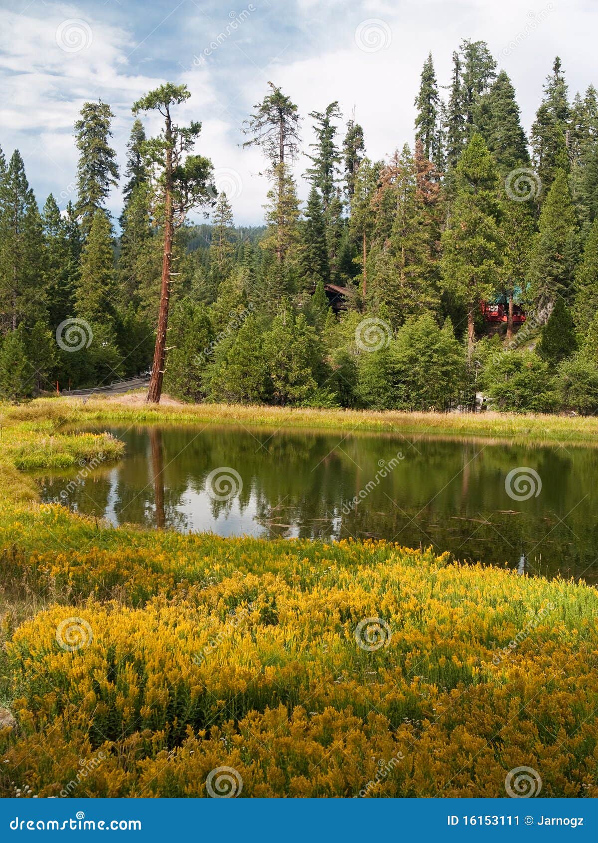 mariposa grove redwoods