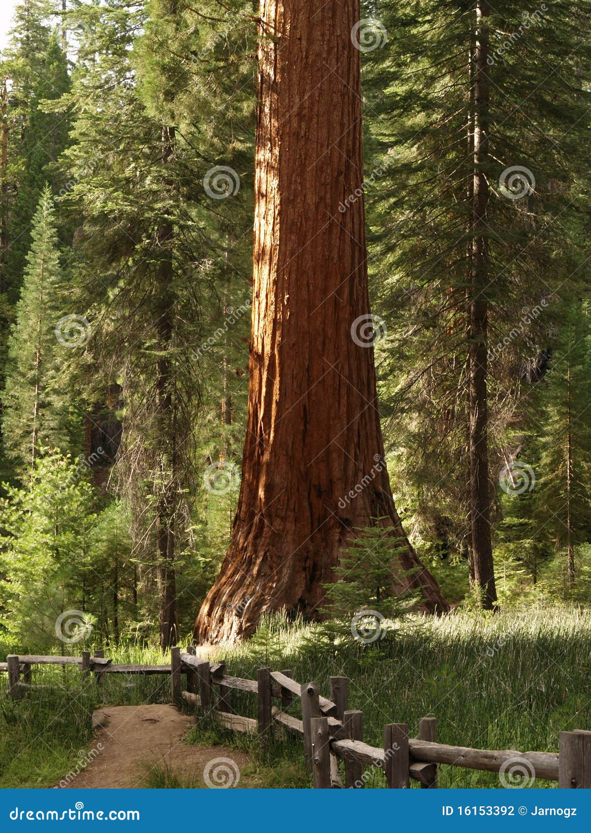 mariposa grove redwoods