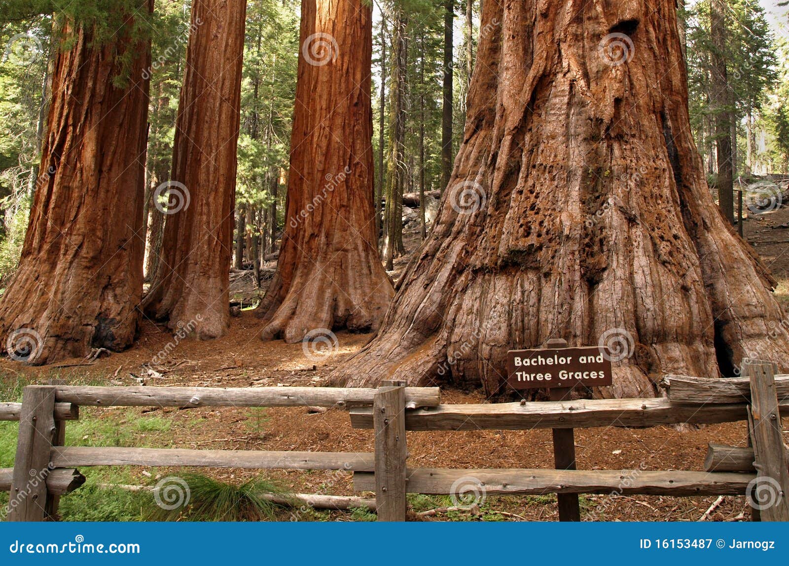 mariposa grove redwoods