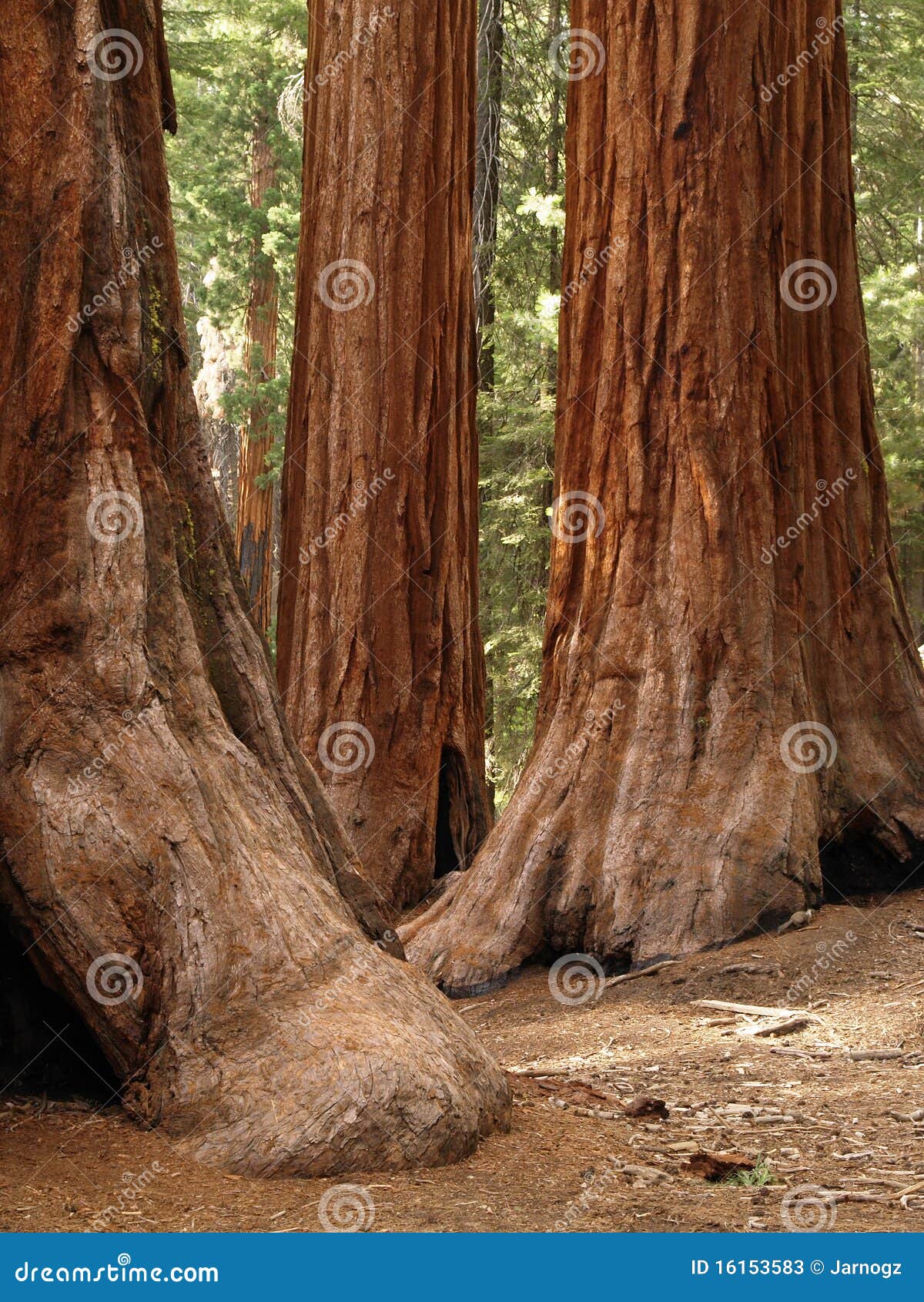 mariposa grove redwoods