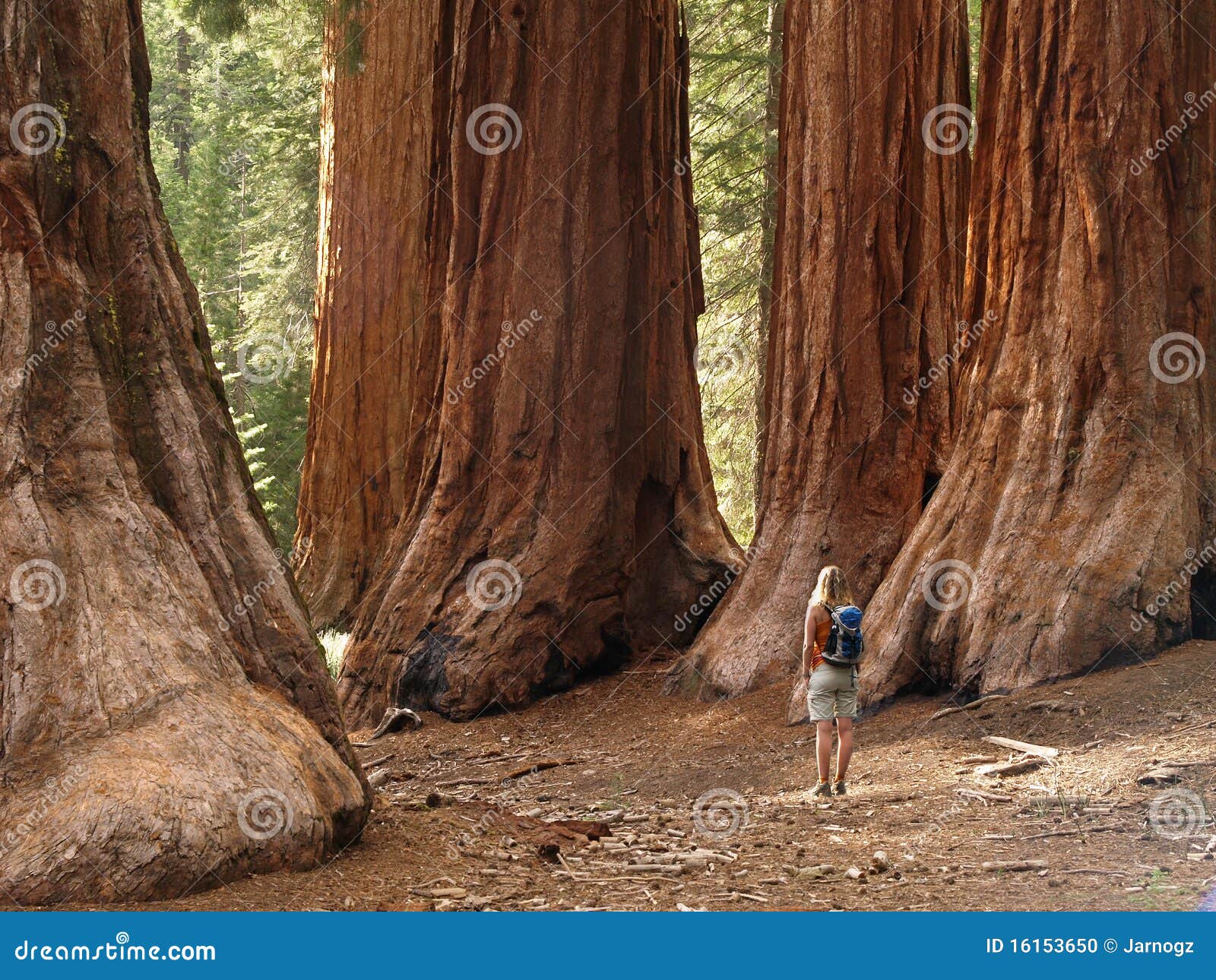 mariposa grove redwoods