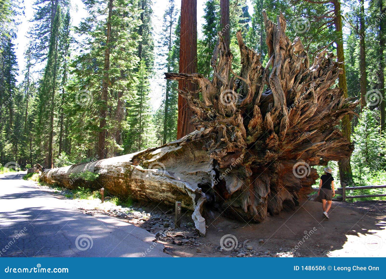 mariposa grove, yosemite national park