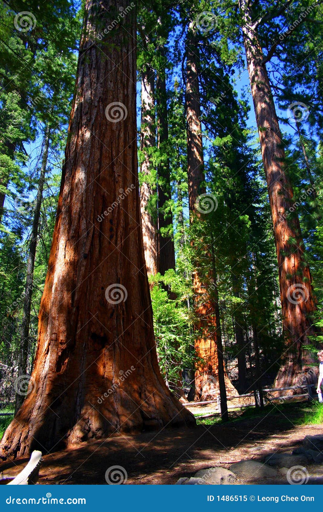 Mariposa Grove, Yosemite National Park Stock Image Image of mountain